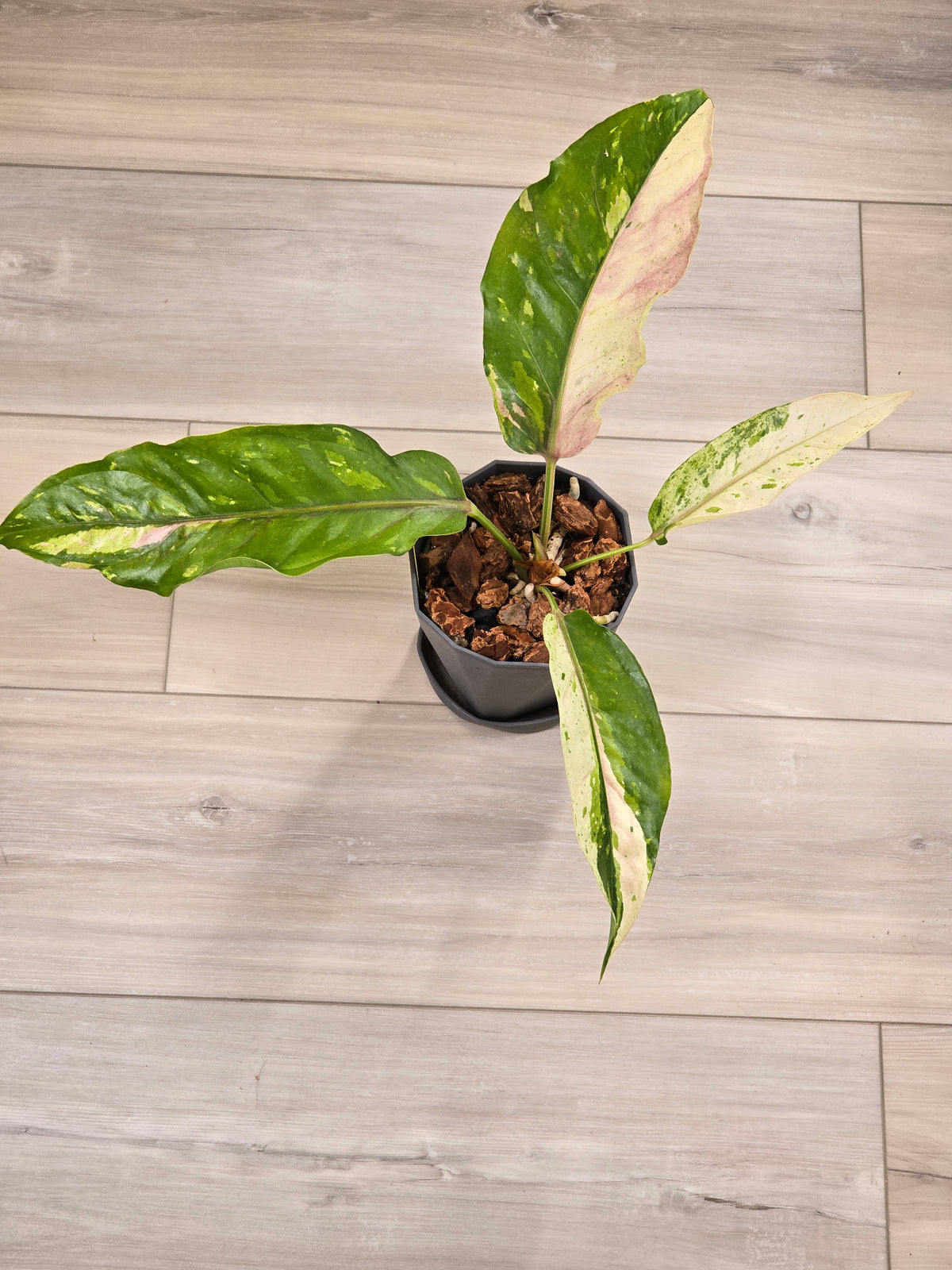 Anthurium Renaissance Variegated #521