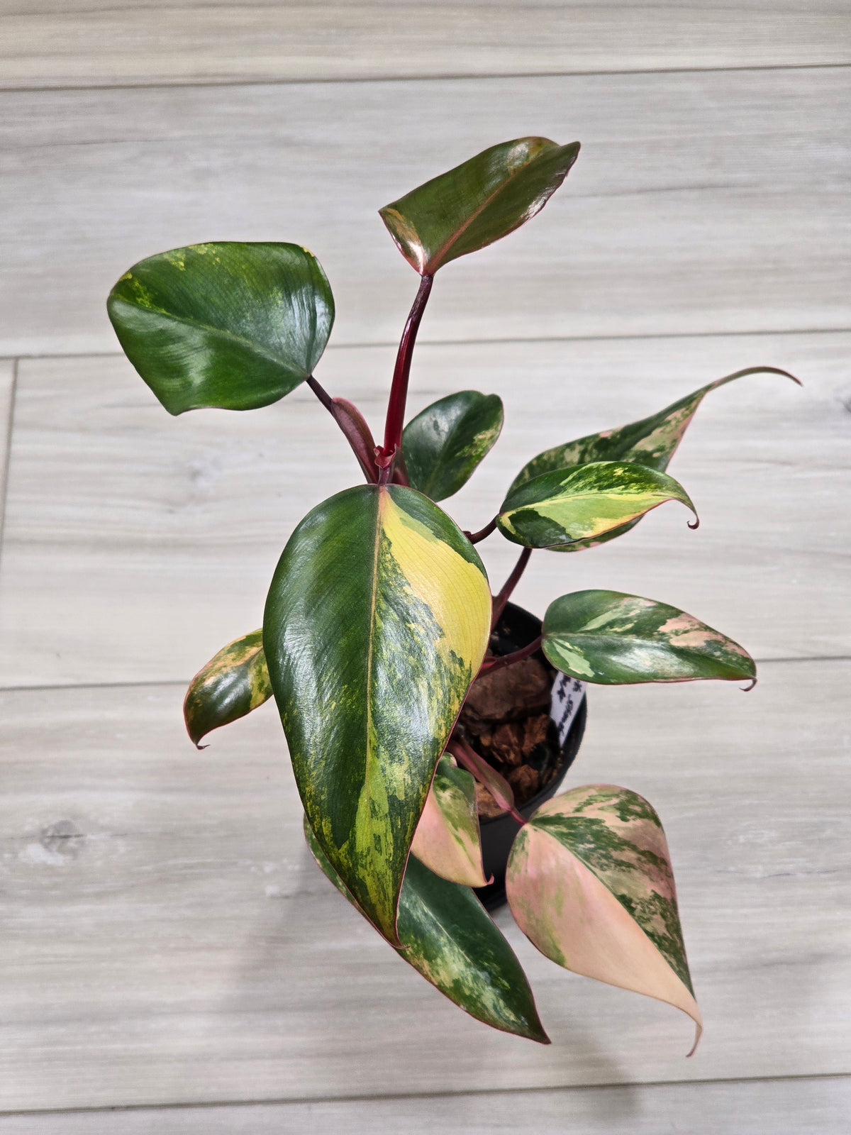 Philodendron Strawberry Shake #5
