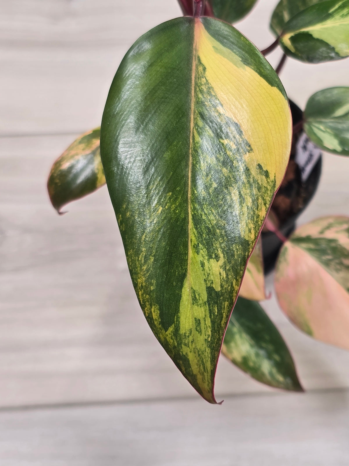 Philodendron Strawberry Shake #5