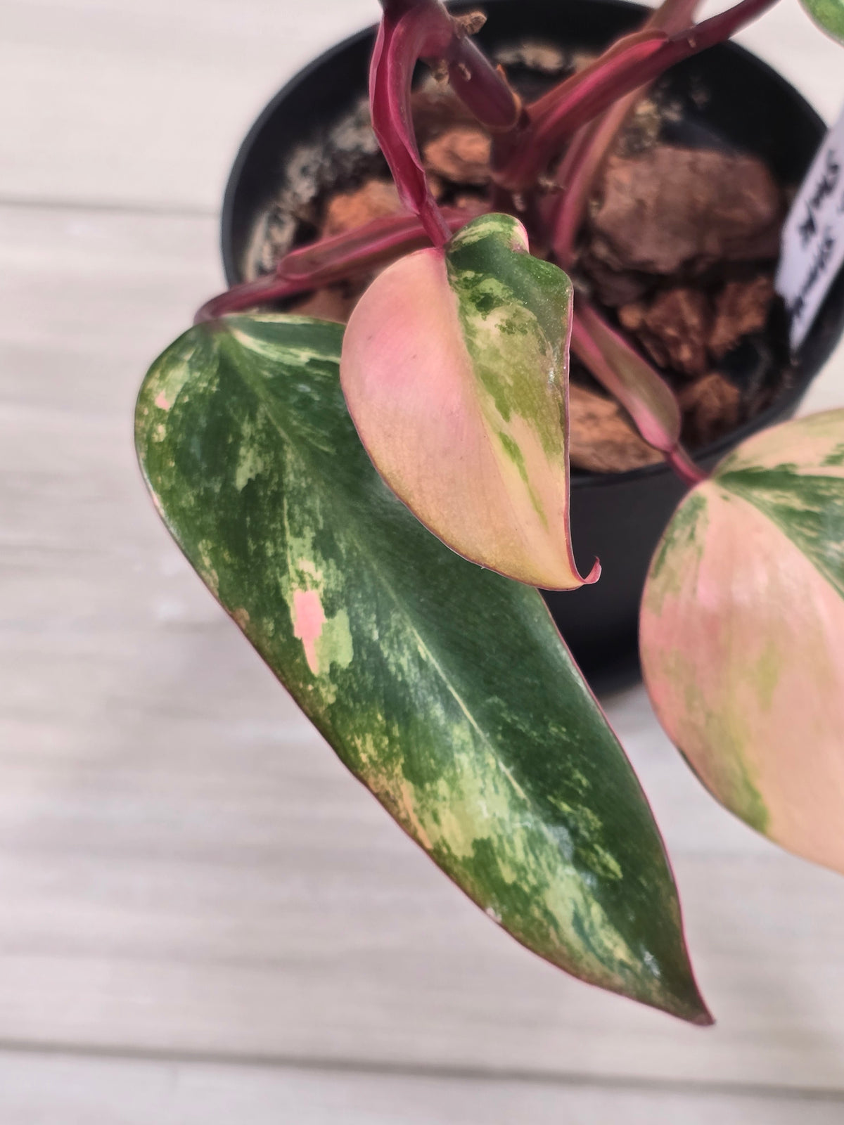 Philodendron Strawberry Shake #5