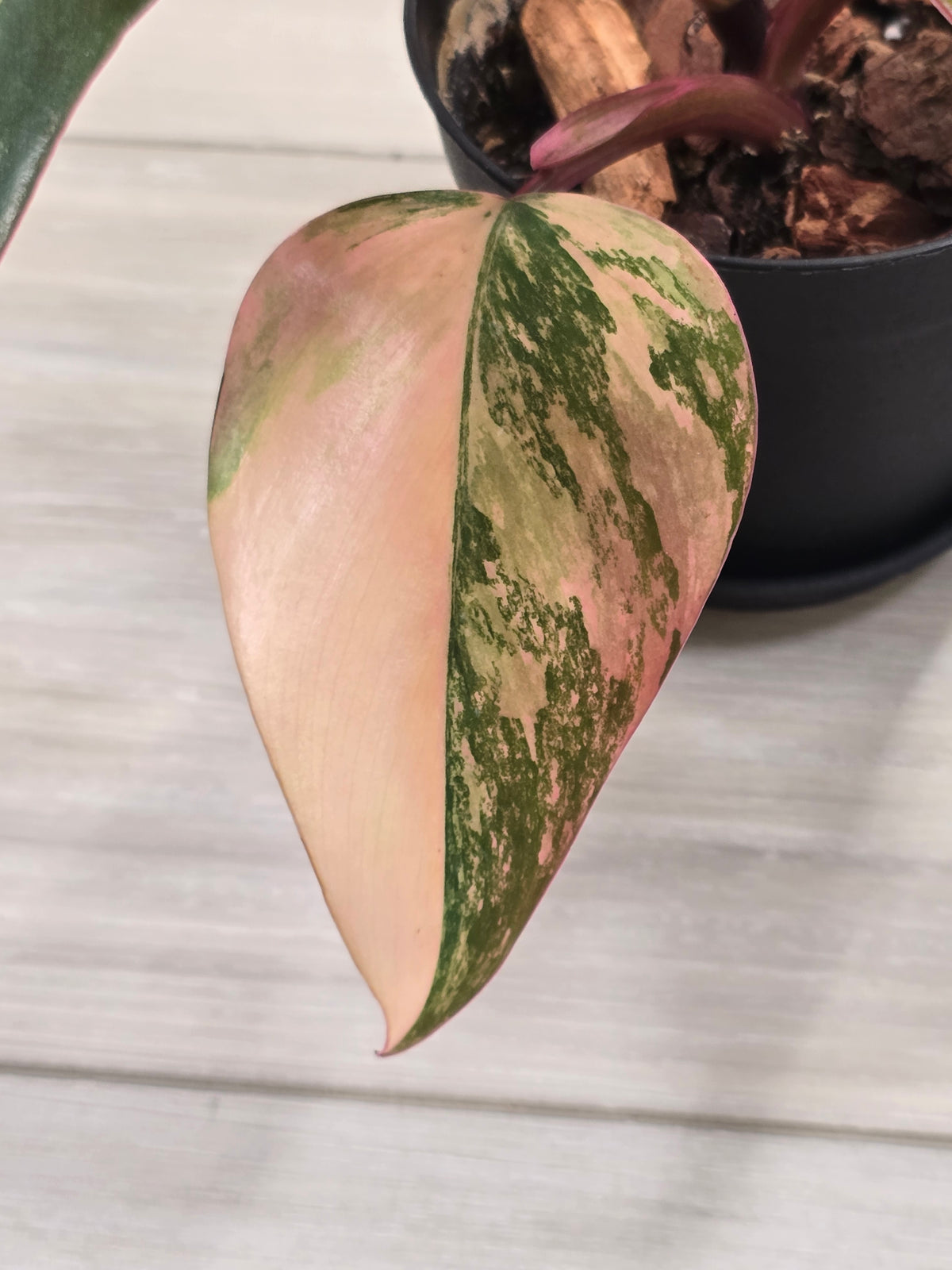 Philodendron Strawberry Shake #5