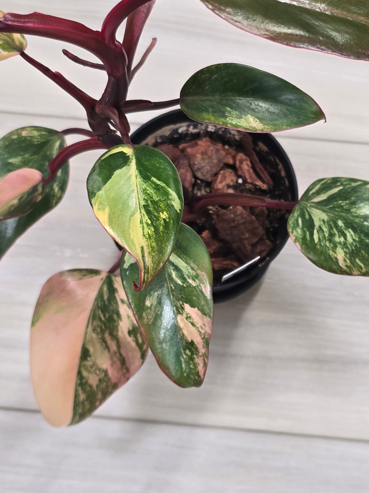 Philodendron Strawberry Shake #5