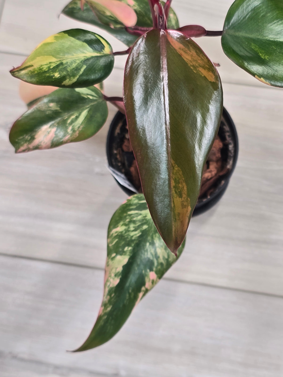 Philodendron Strawberry Shake #5