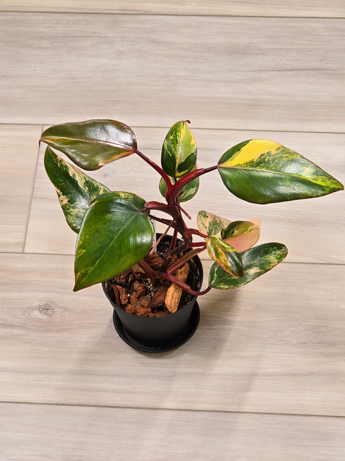Philodendron Strawberry Shake #5