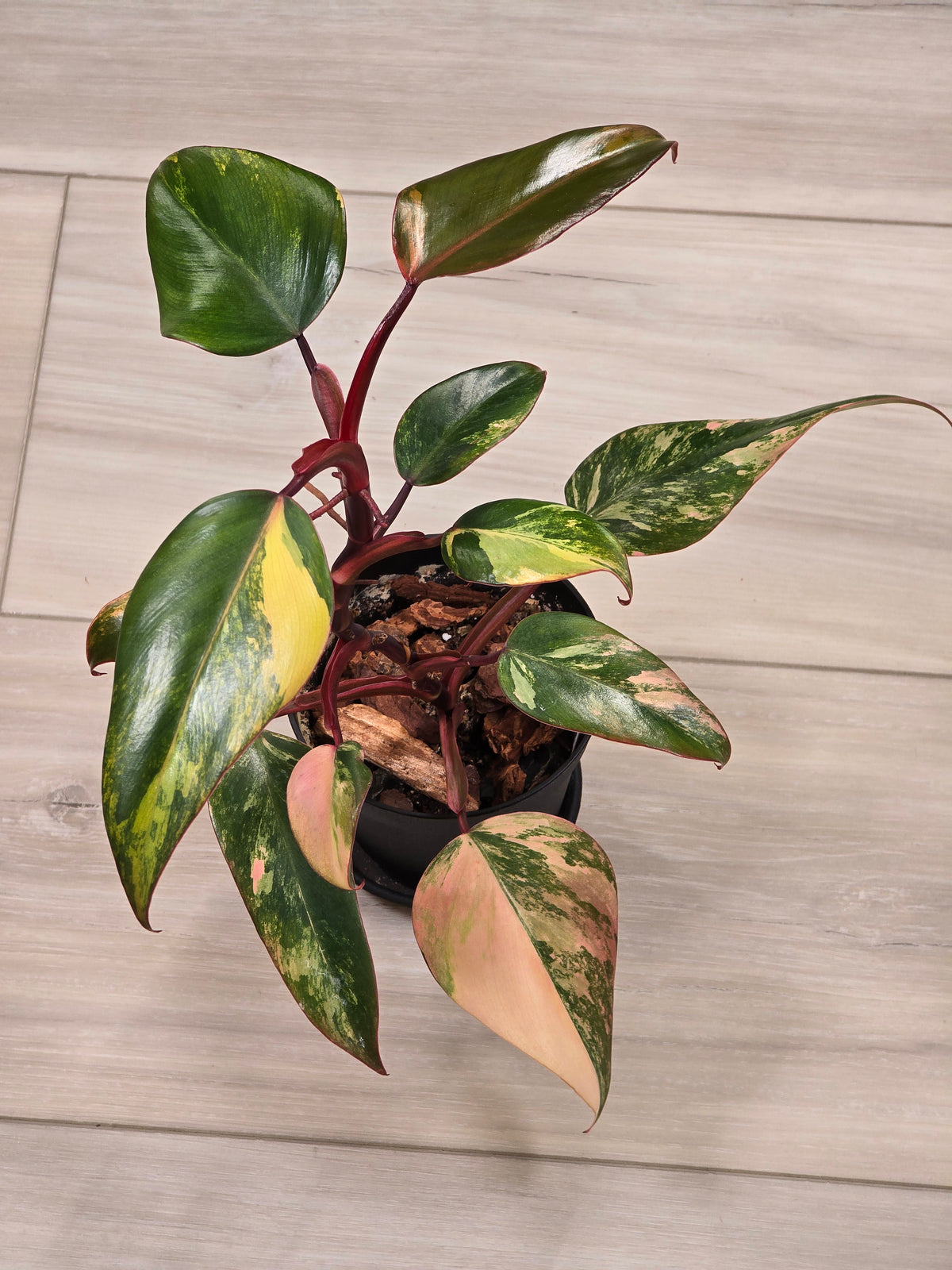 Philodendron Strawberry Shake #5