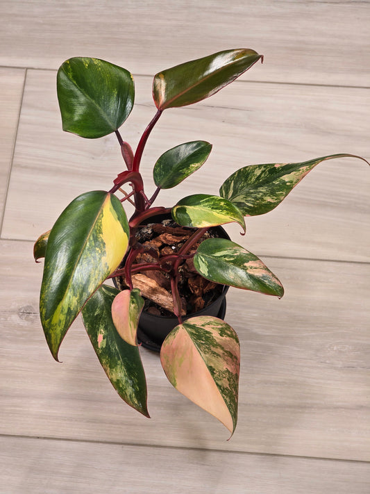 Philodendron Strawberry Shake #5