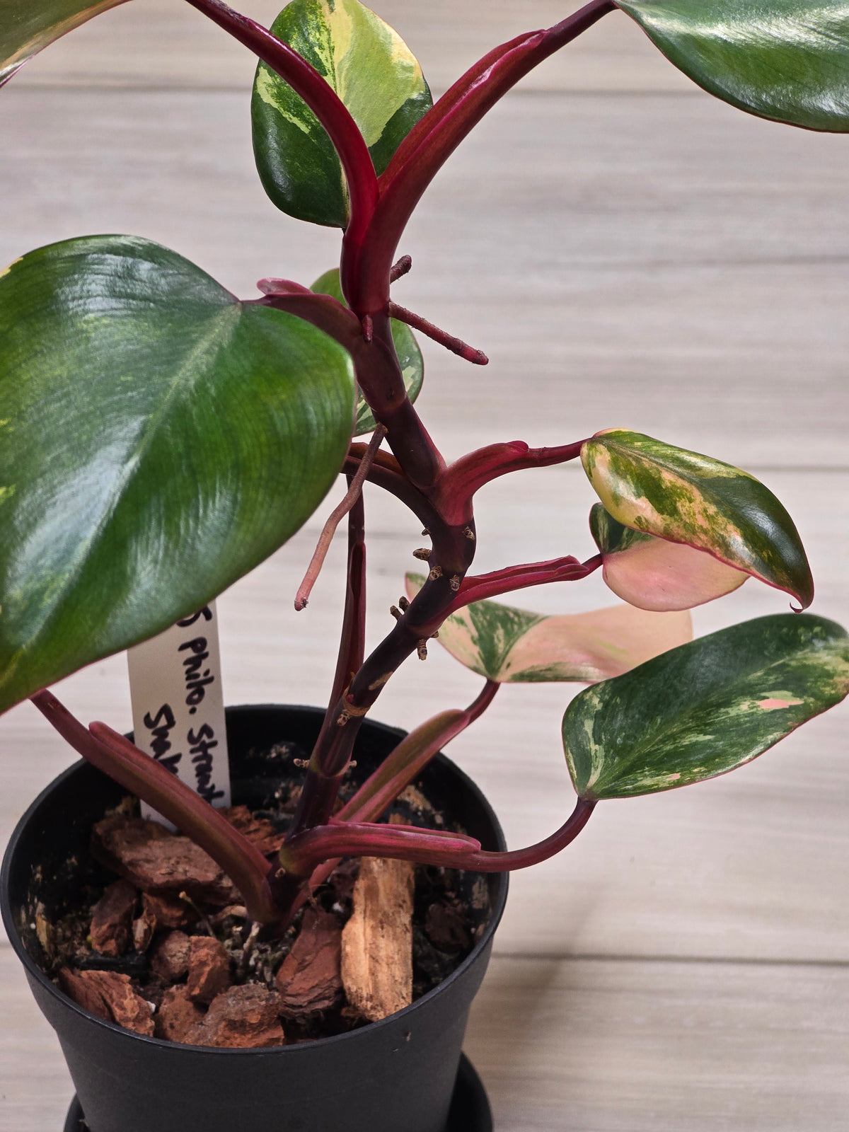 Philodendron Strawberry Shake #5
