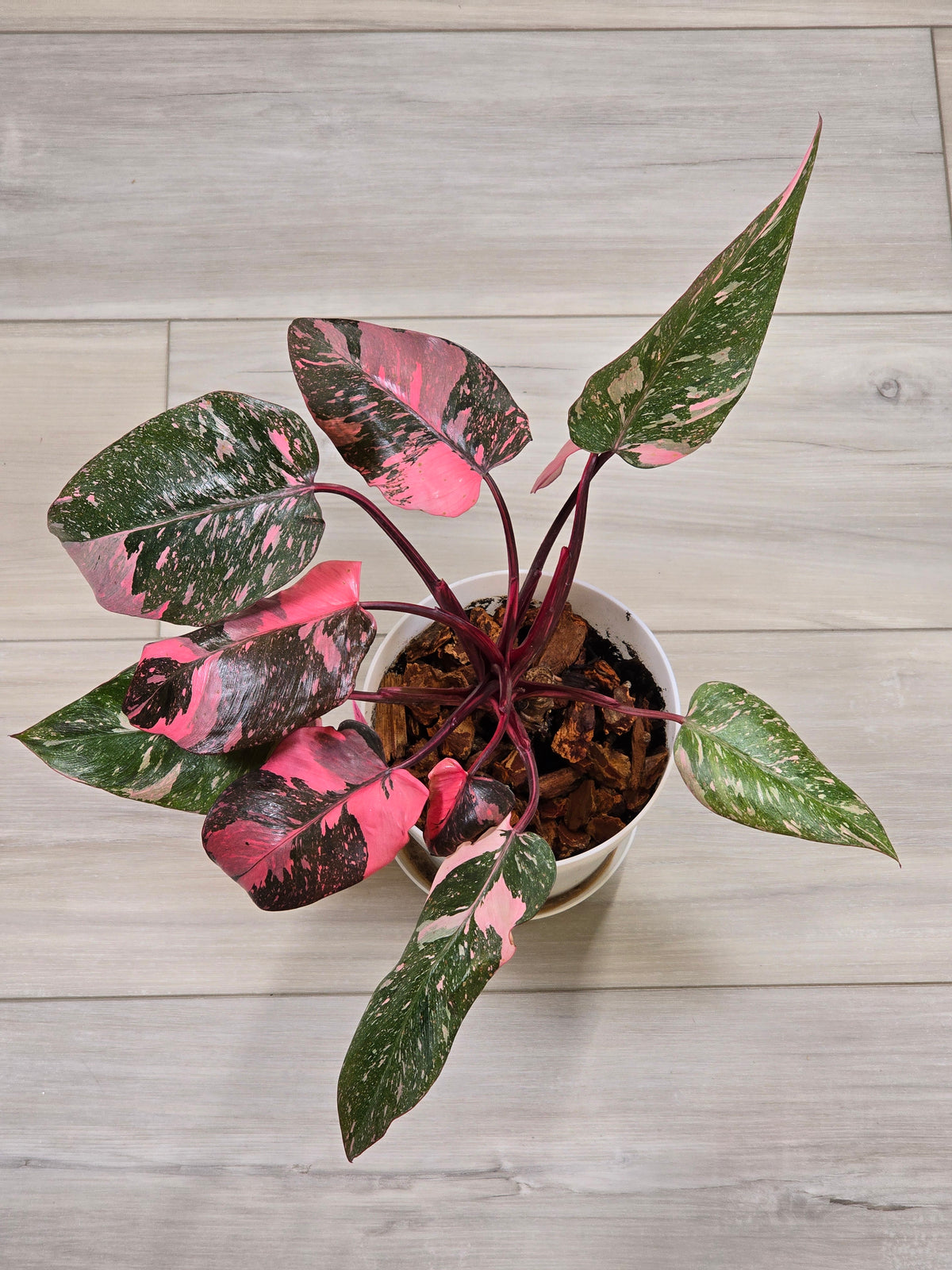 Philodendron Pink Princess Galaxy High Color # 966