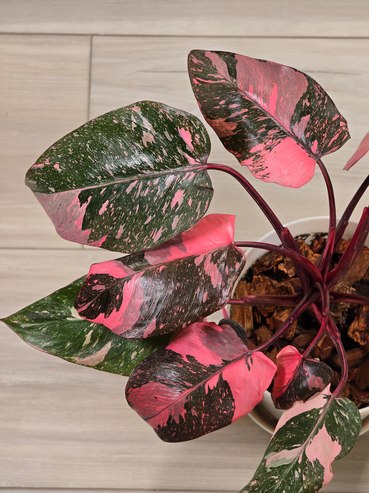 Philodendron Pink Princess Galaxy High Color # 966