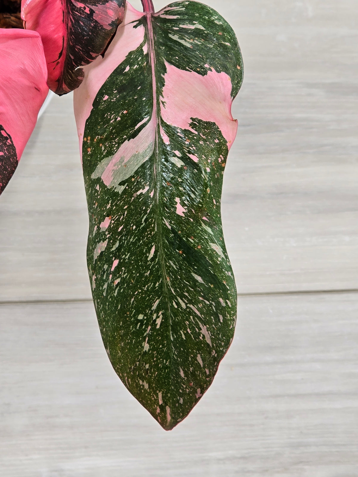 Philodendron Pink Princess Galaxy High Color # 966