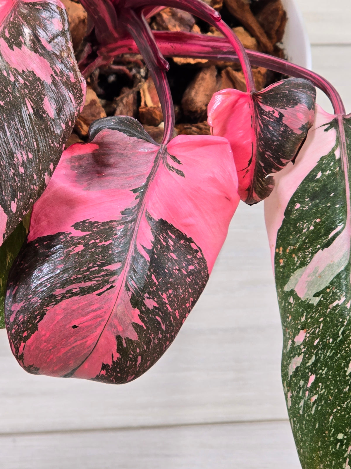 Philodendron Pink Princess Galaxy High Color # 966