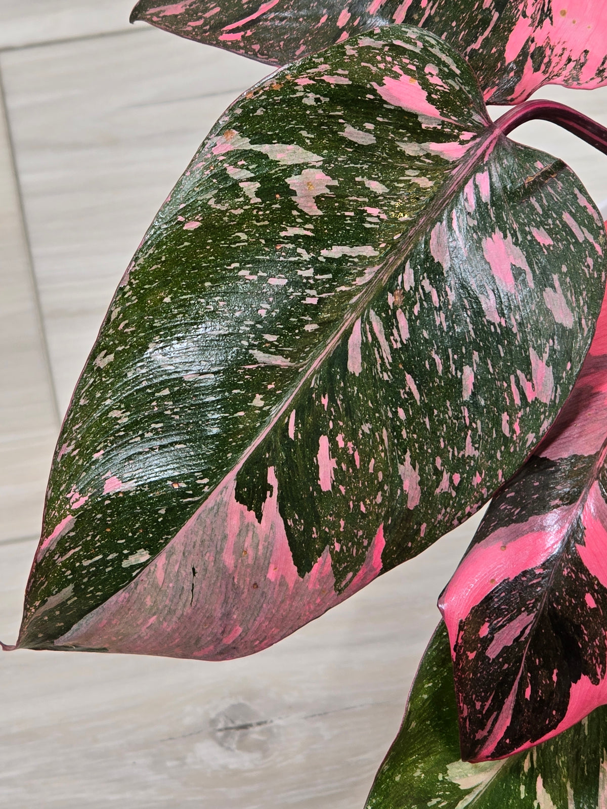 Philodendron Pink Princess Galaxy High Color # 966