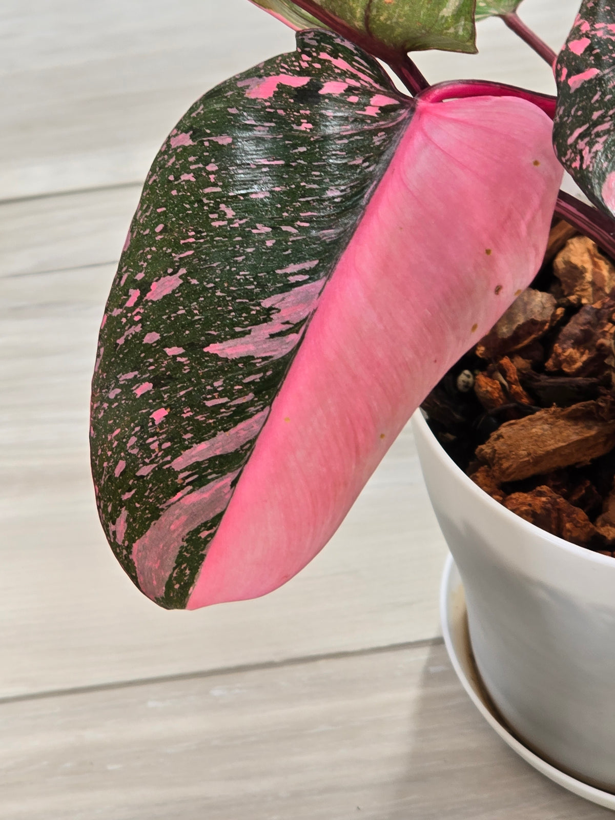 Philodendron Pink Princess Galaxy High Color # 966