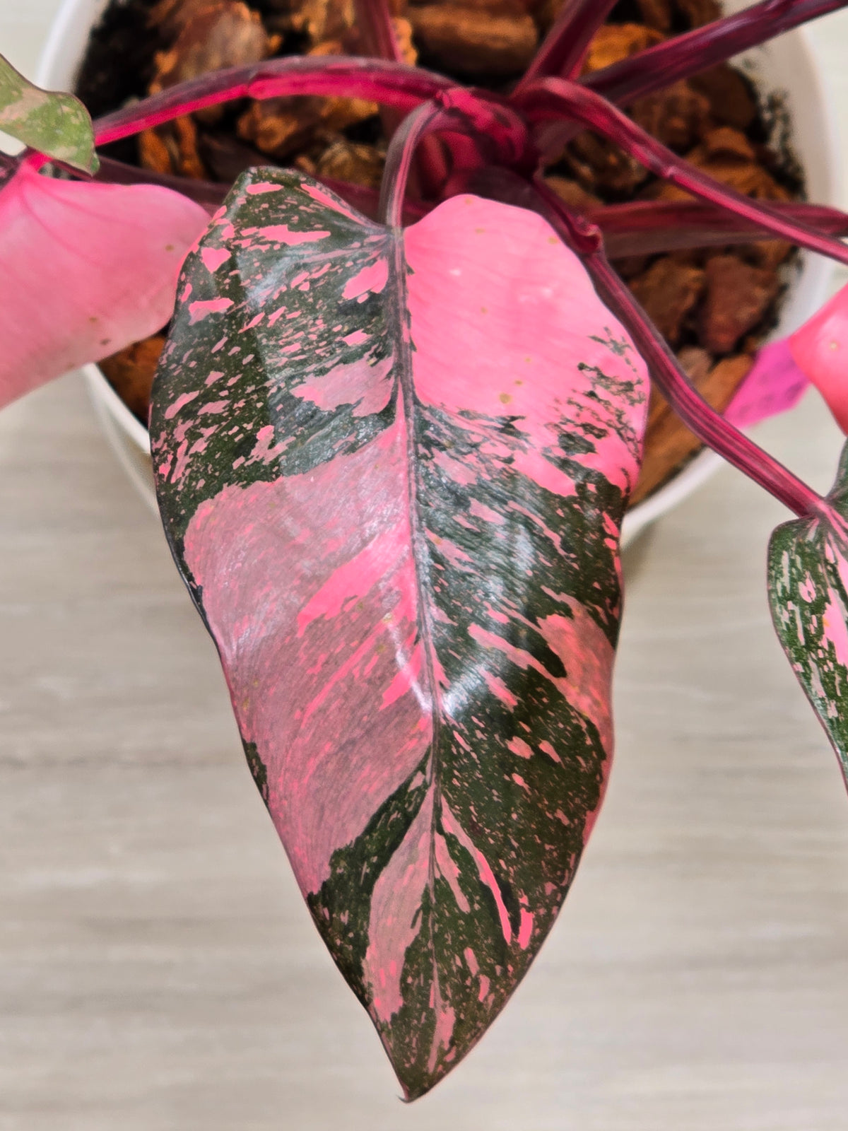 Philodendron Pink Princess Galaxy High Color # 966