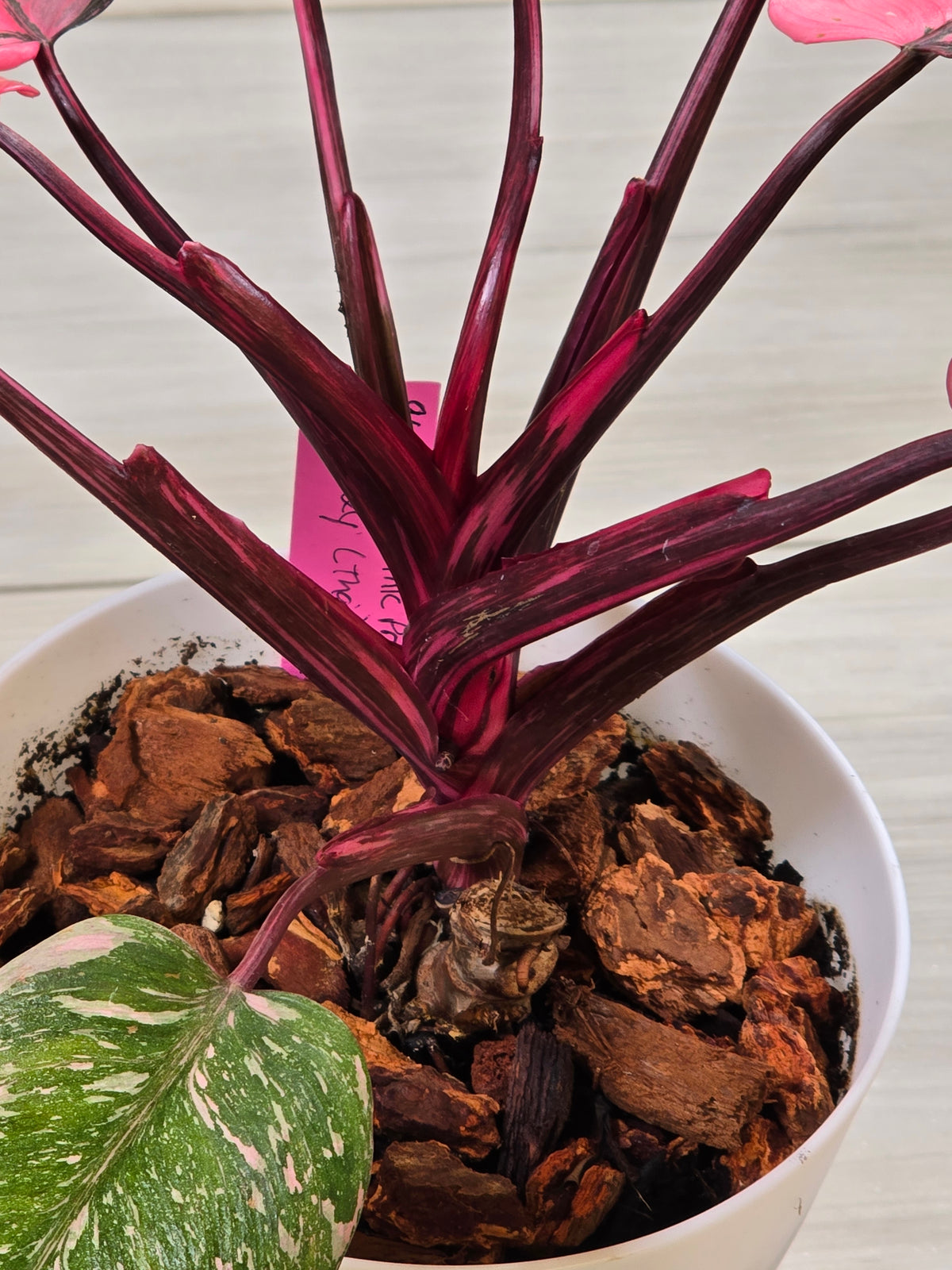 Philodendron Pink Princess Galaxy High Color # 966