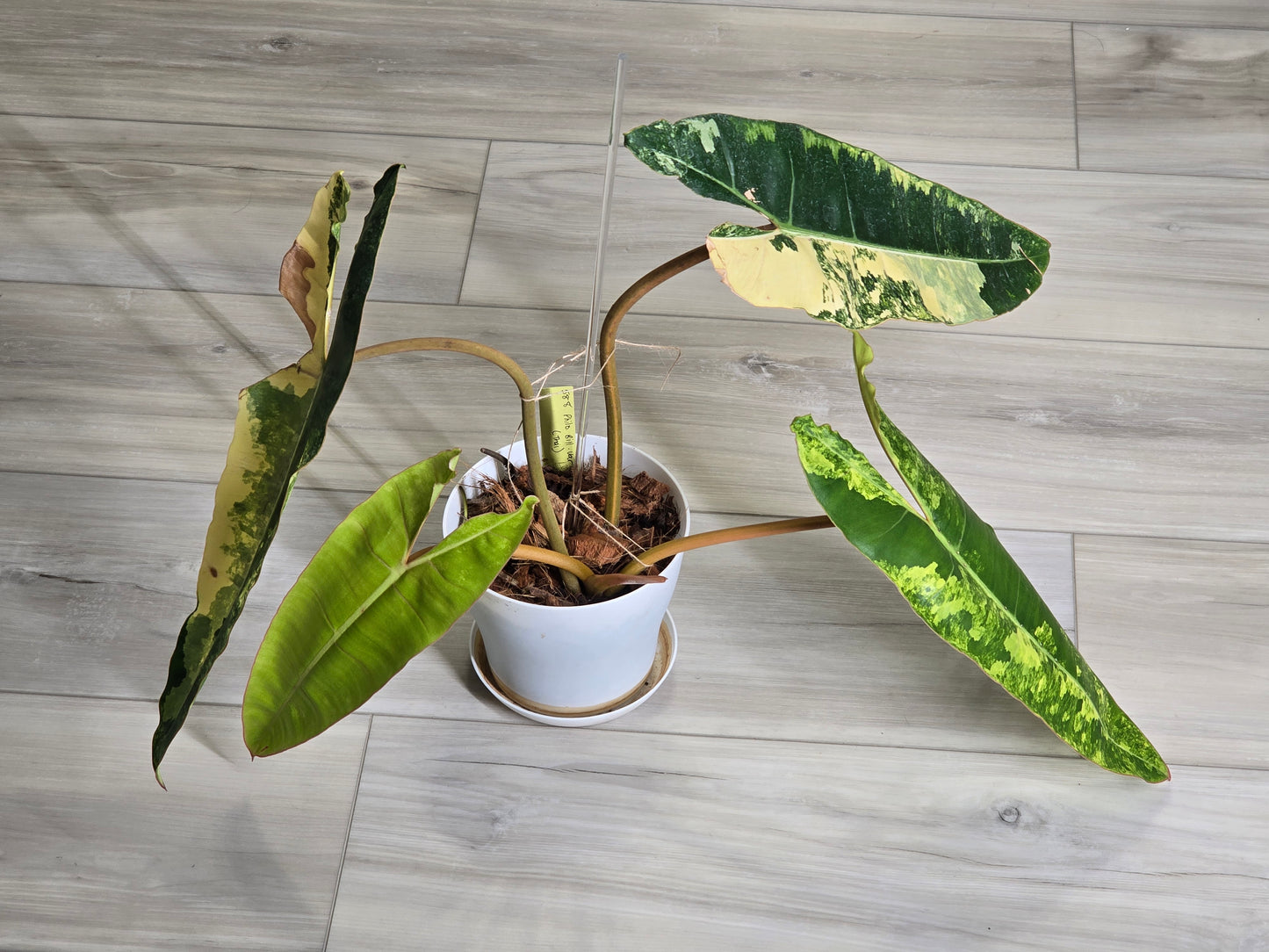 Philodendron Billietiae Variegated