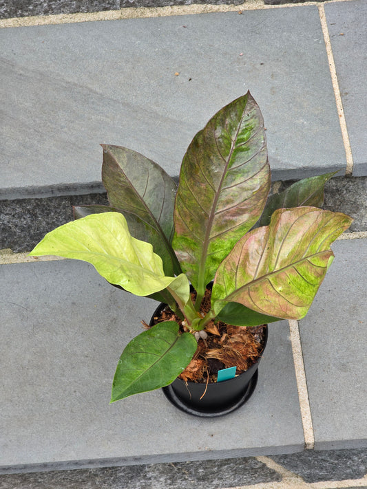 Anthurium Hookeri Copper/Pink Variegated