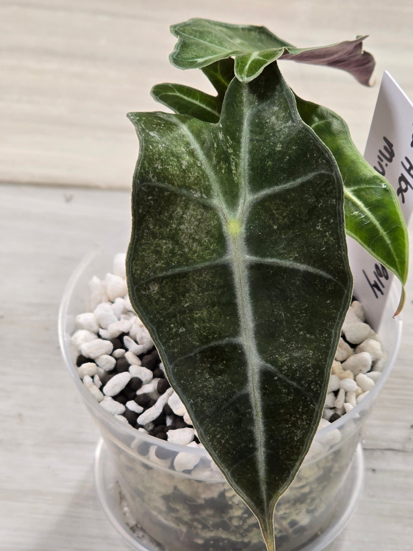 Alocasia Amazonica/Polly Pink Mint #12