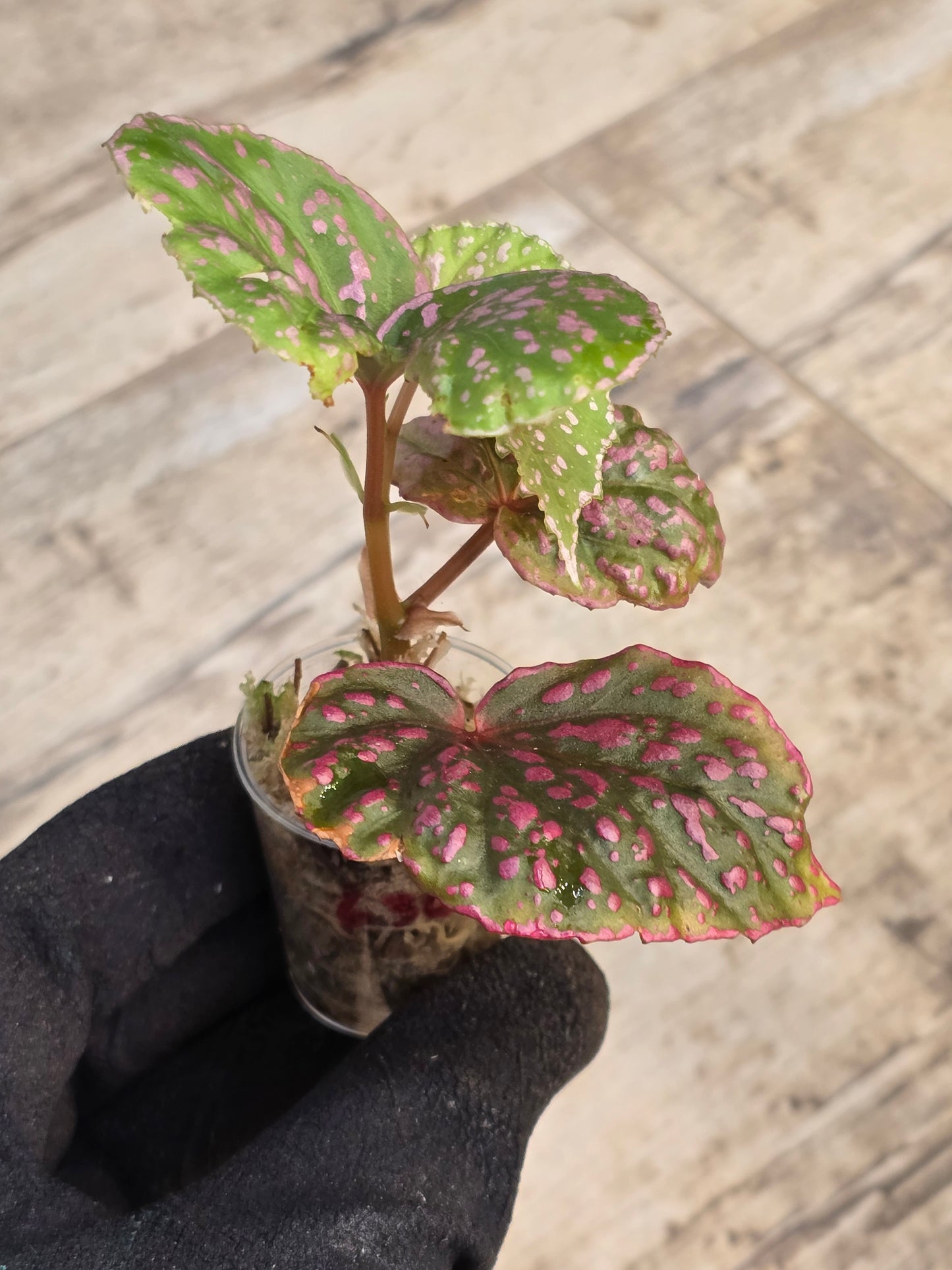 Begonia Roseopunctata