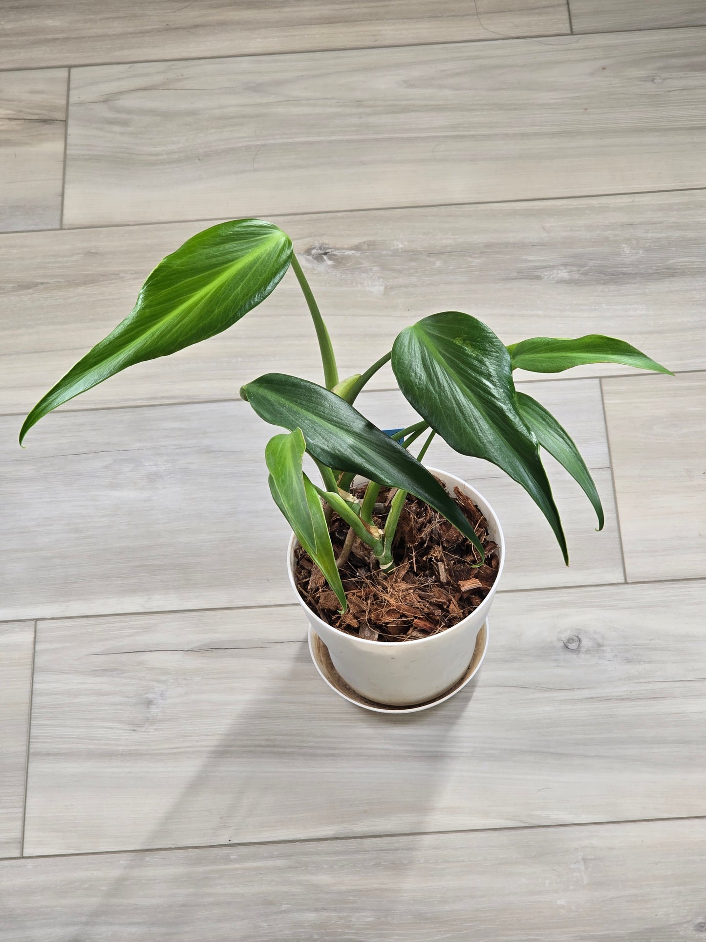 Monstera Burle Marx Flame #405