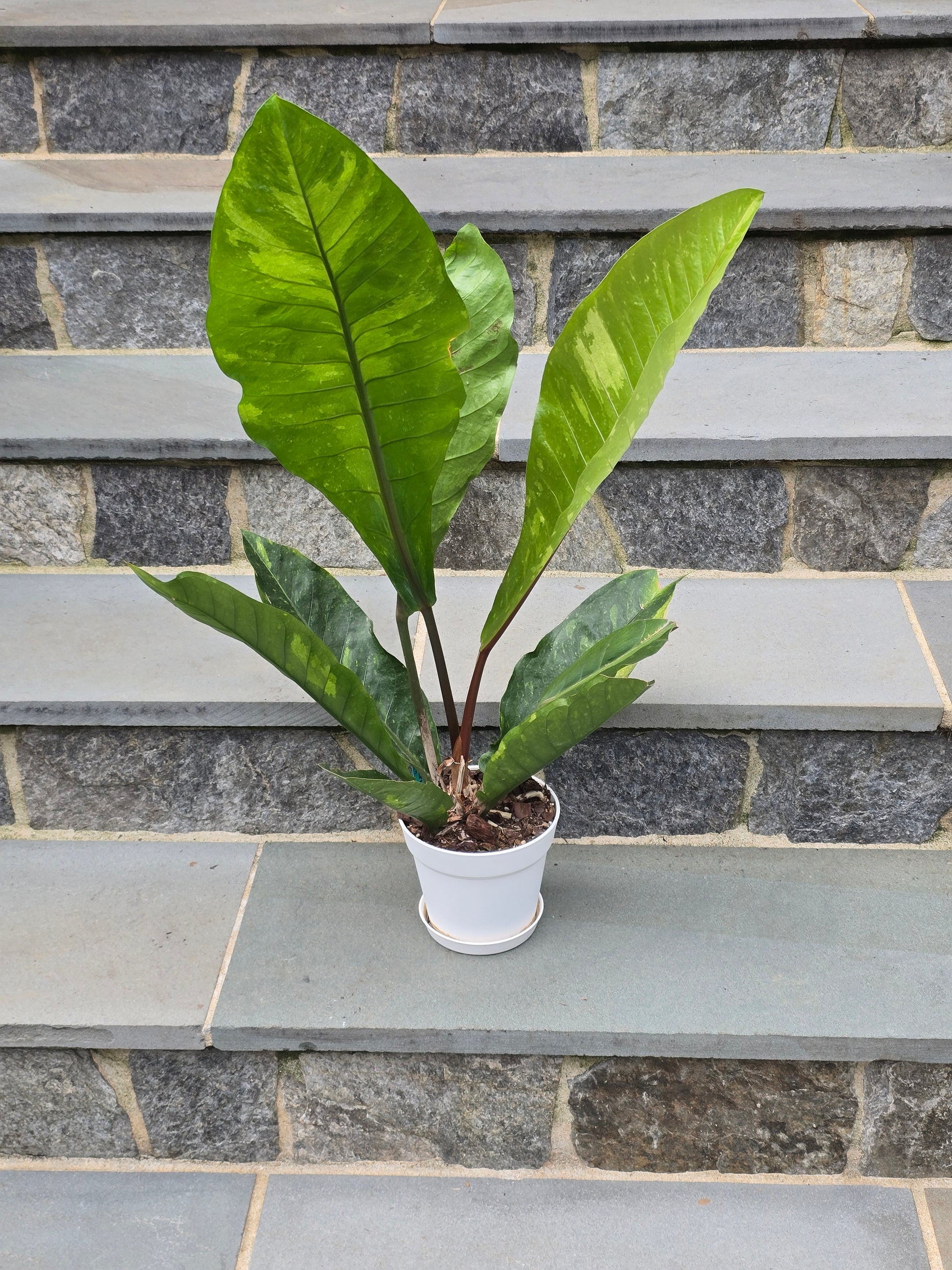 anthurium concrete Anthurium Hookeri Variegated