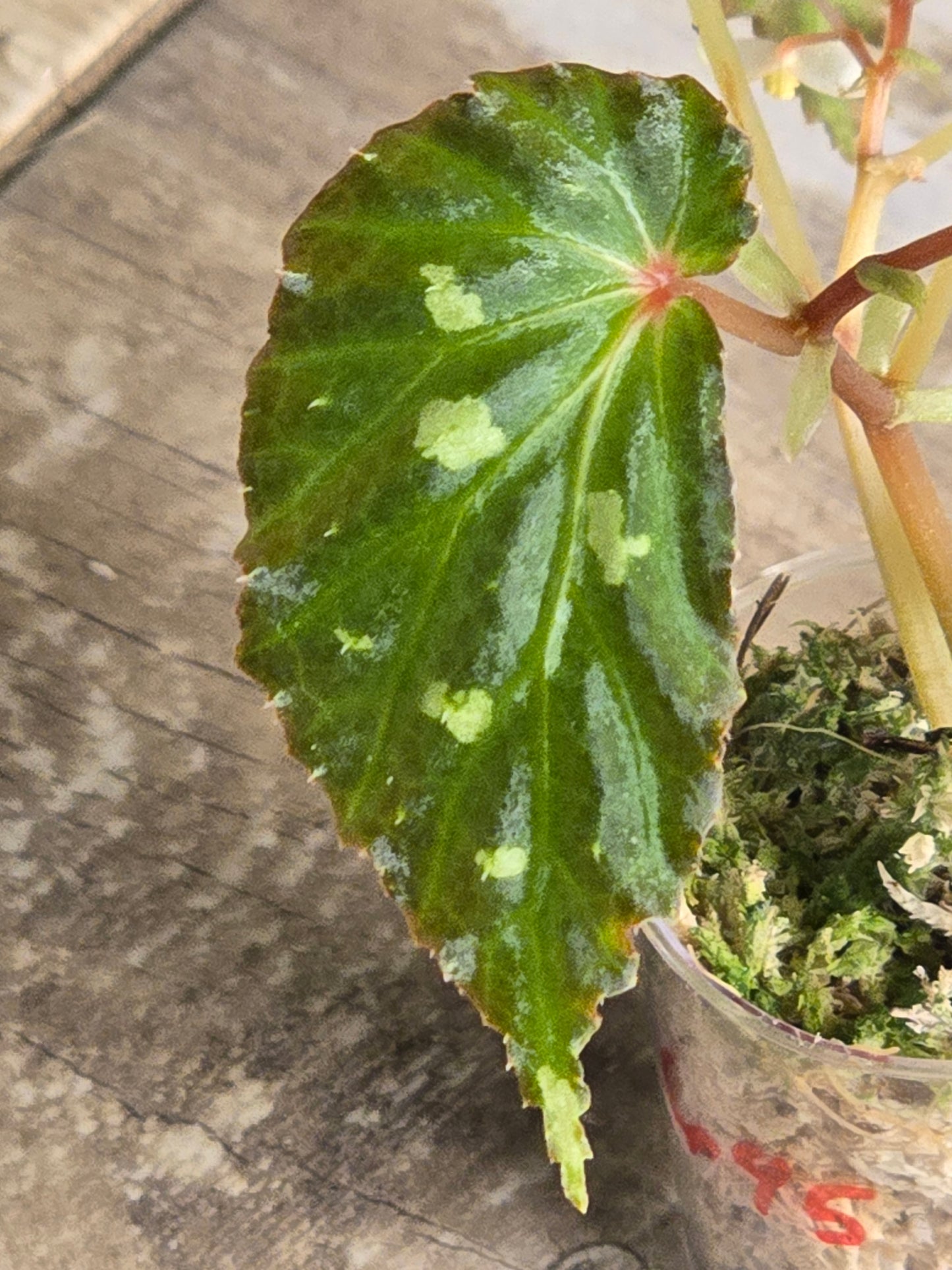 Begonia Mantuk
