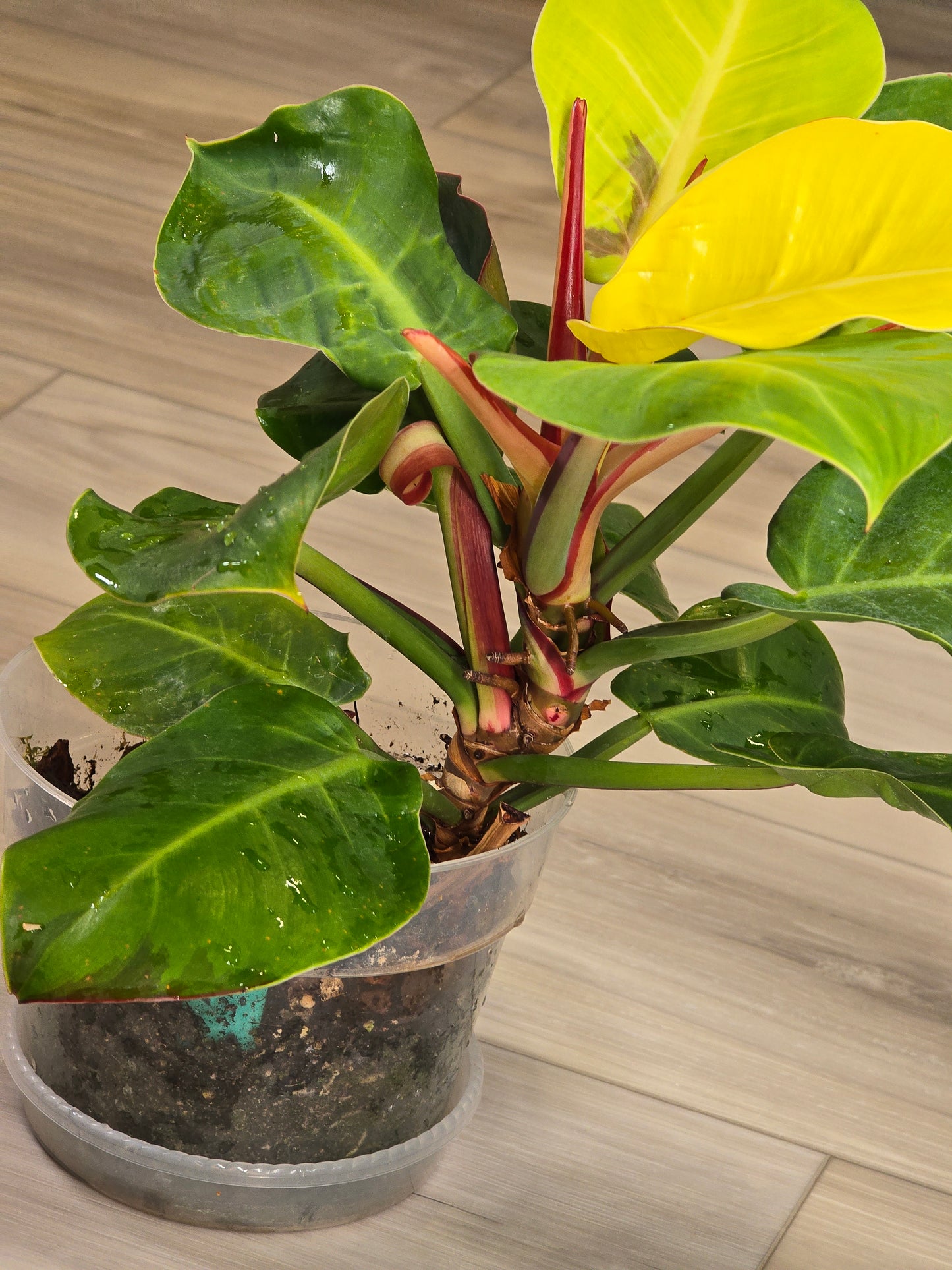Philodendron Red Moon #26
