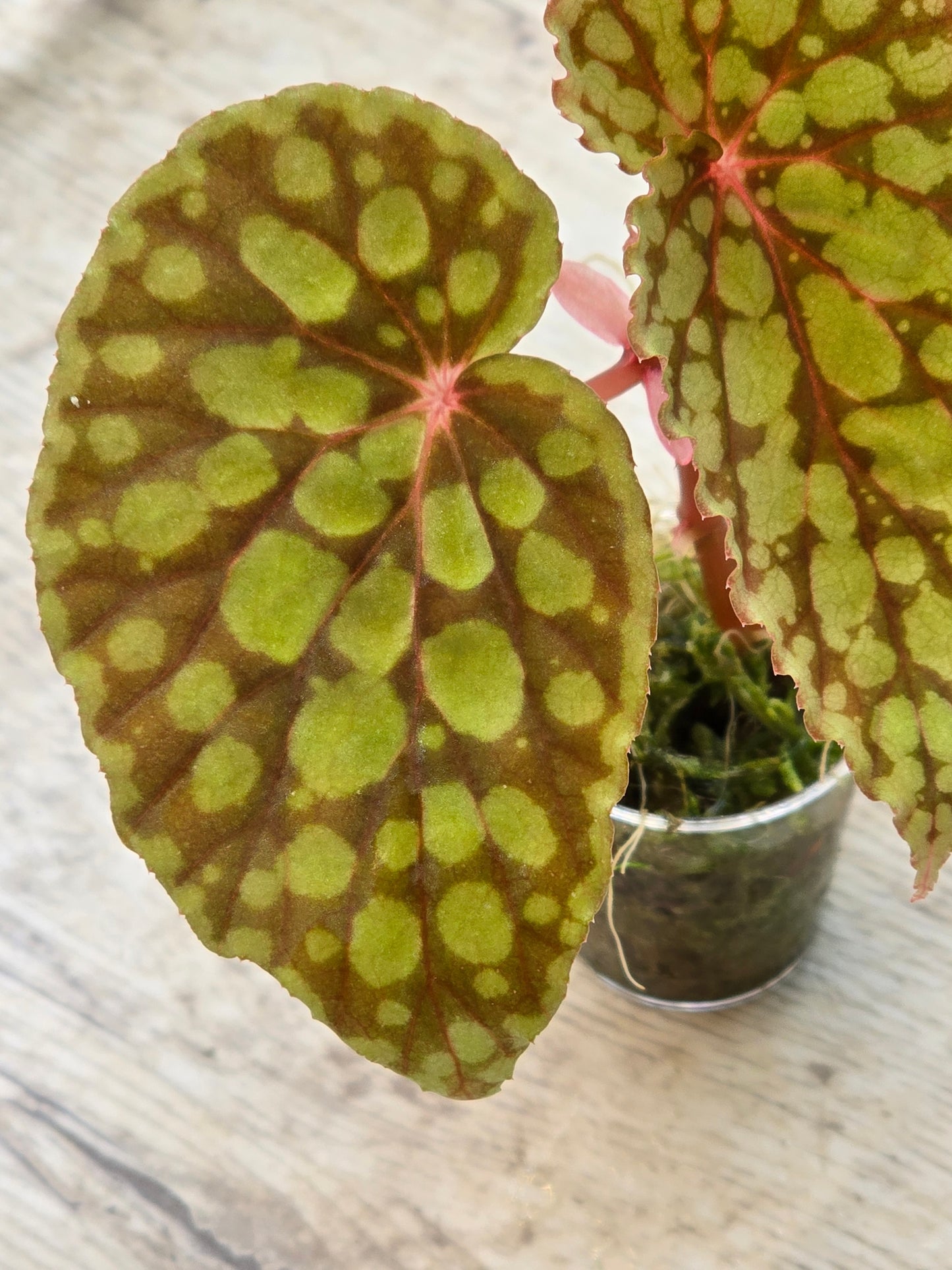 Begonia Chlorosticta Red Form
