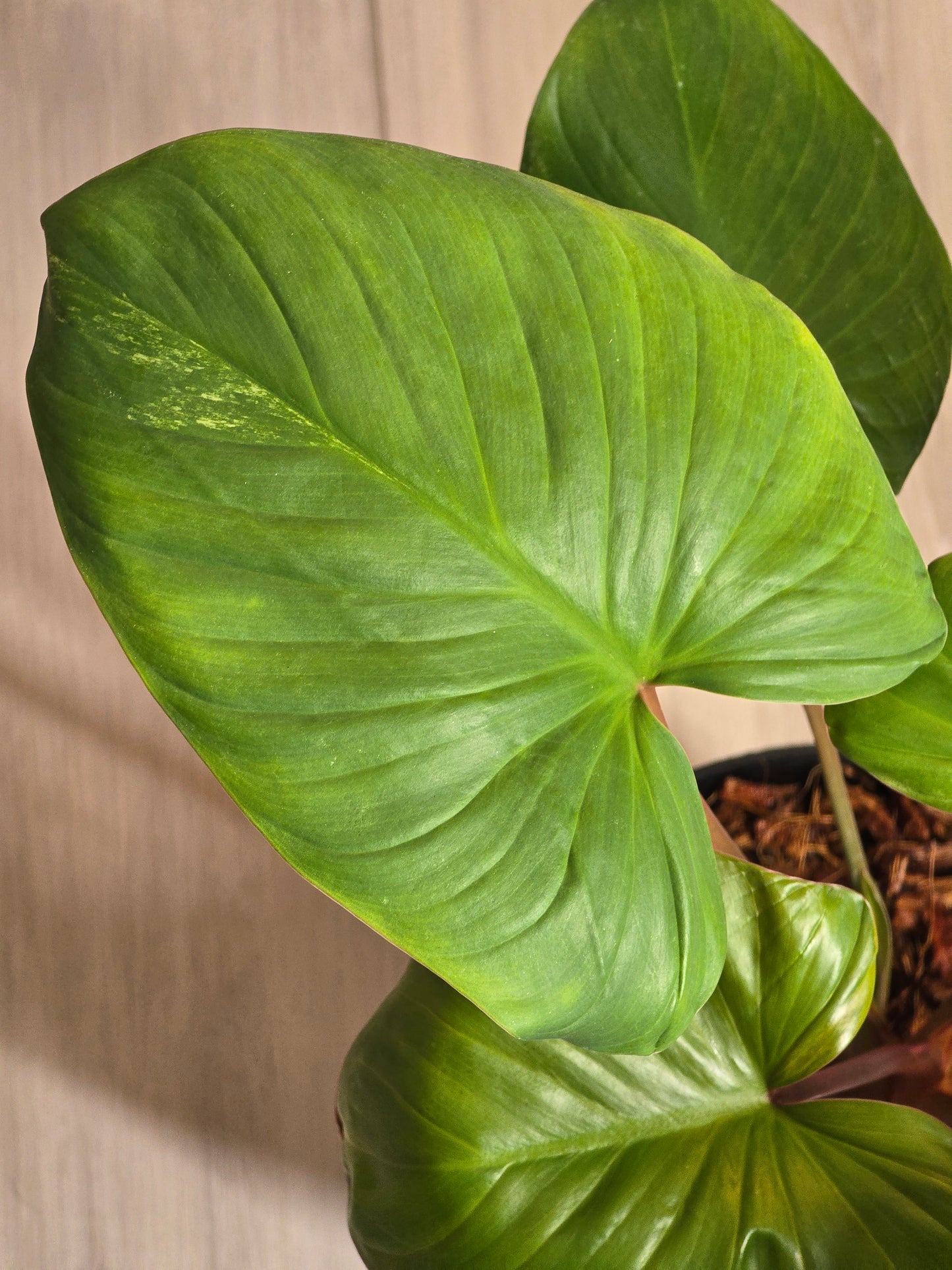 Homaloena Rubescens Aurea #455
