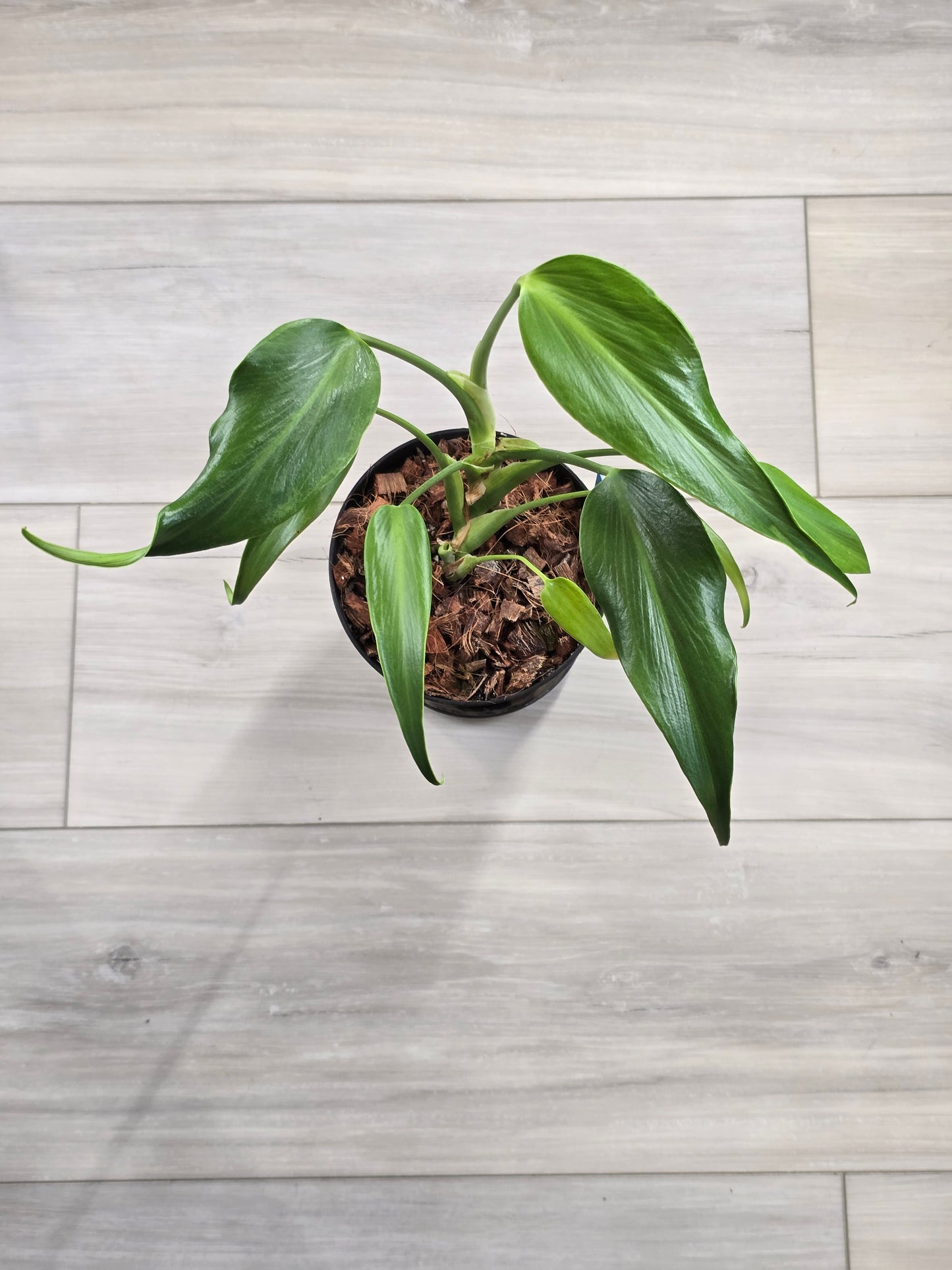 Monstera Burle Marx Flame #404