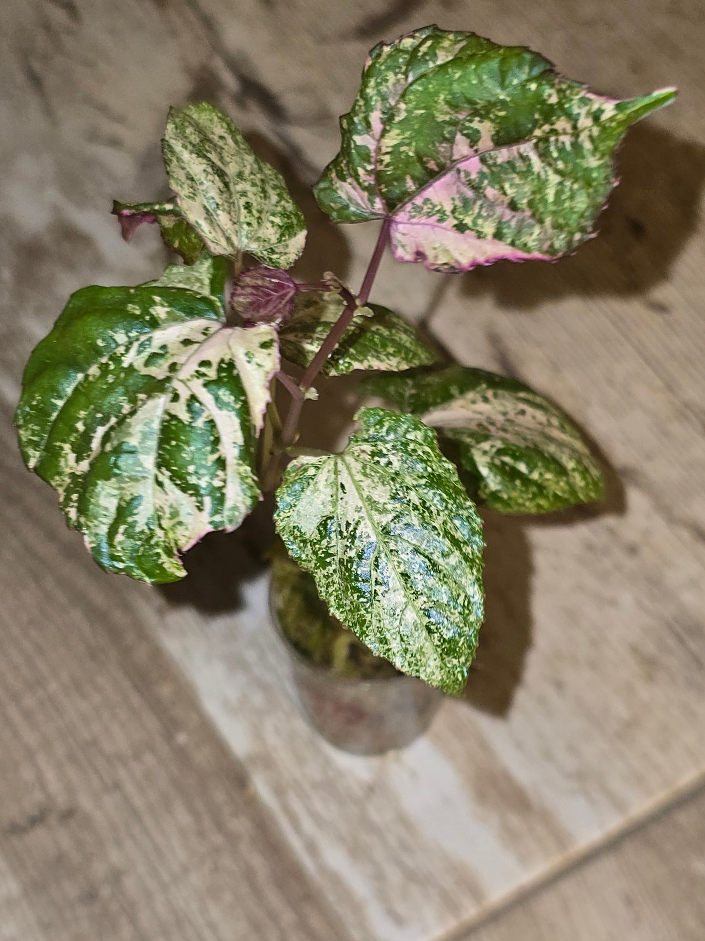 Cissus Discolor Variegated