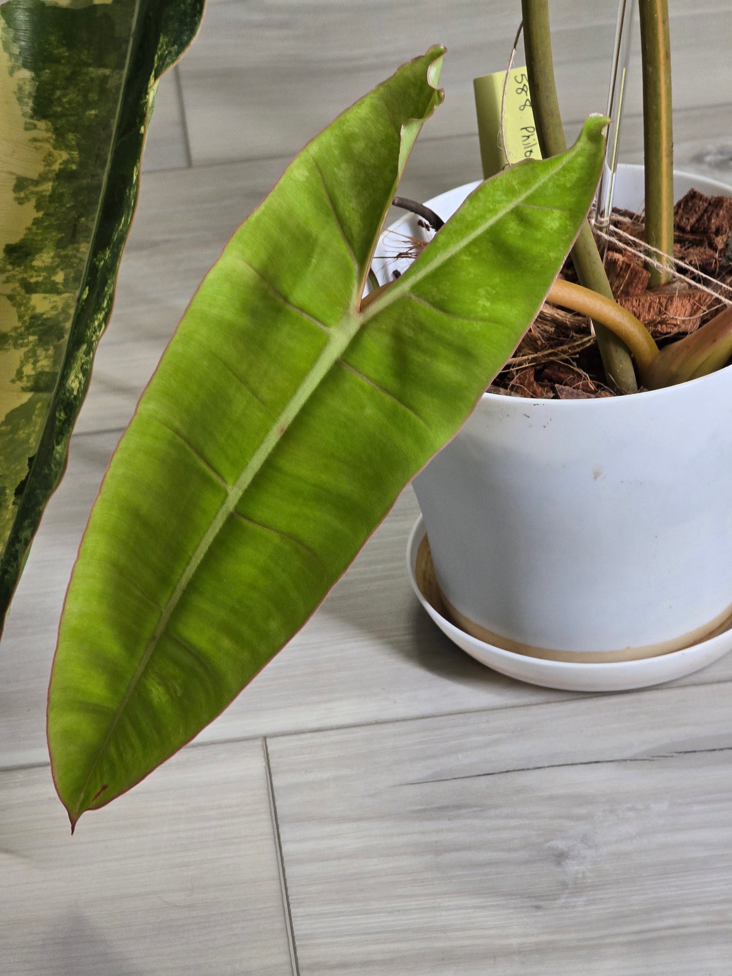 Philodendron Billietiae Variegated