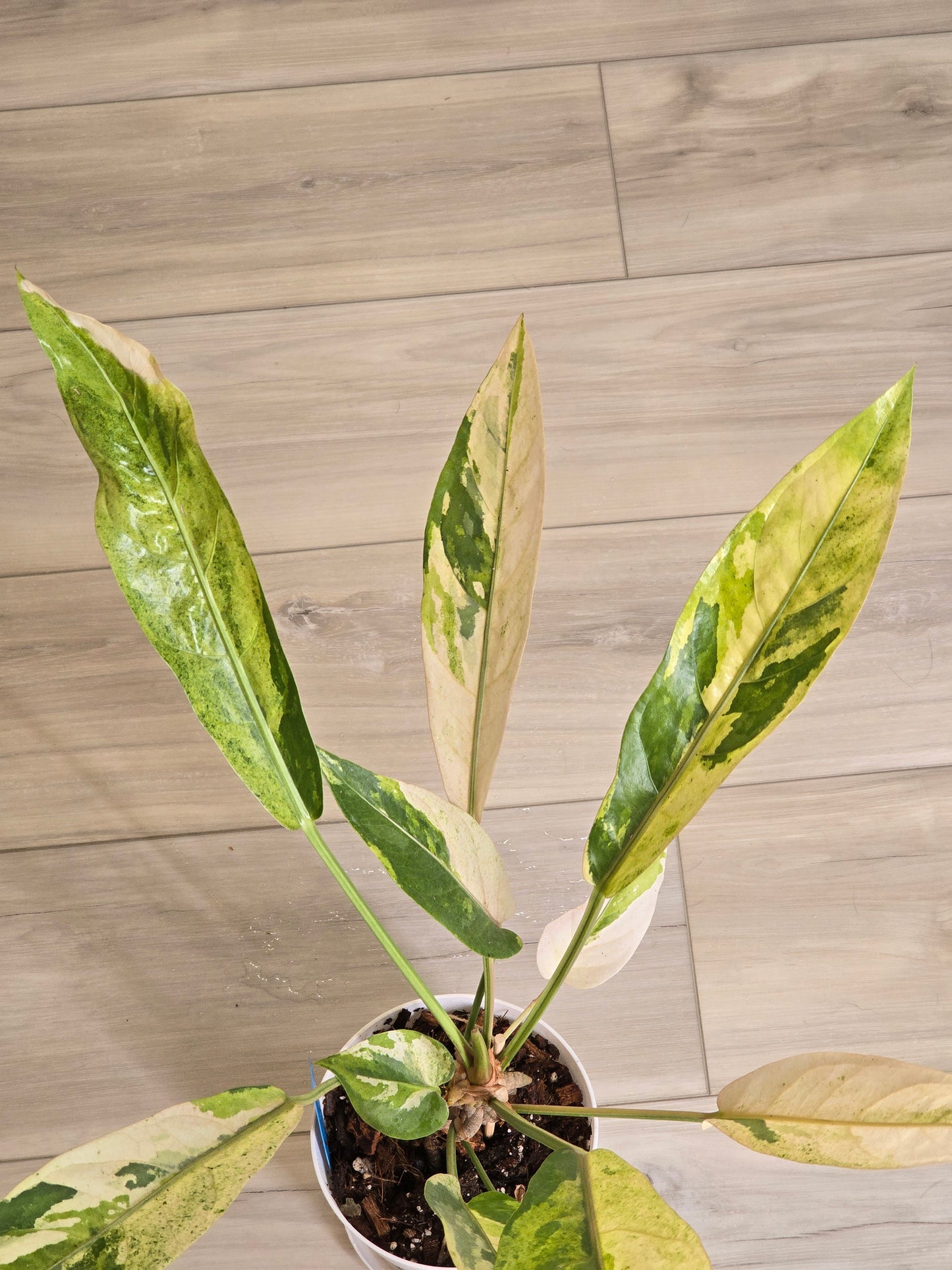 Anthurium Hookeri Variegated/Red Blood #201