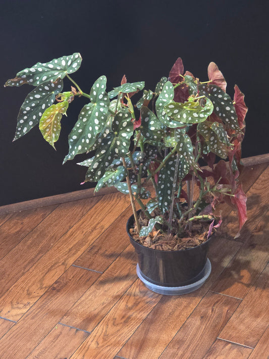 Begonia Maculata (Polka Dot Plant)