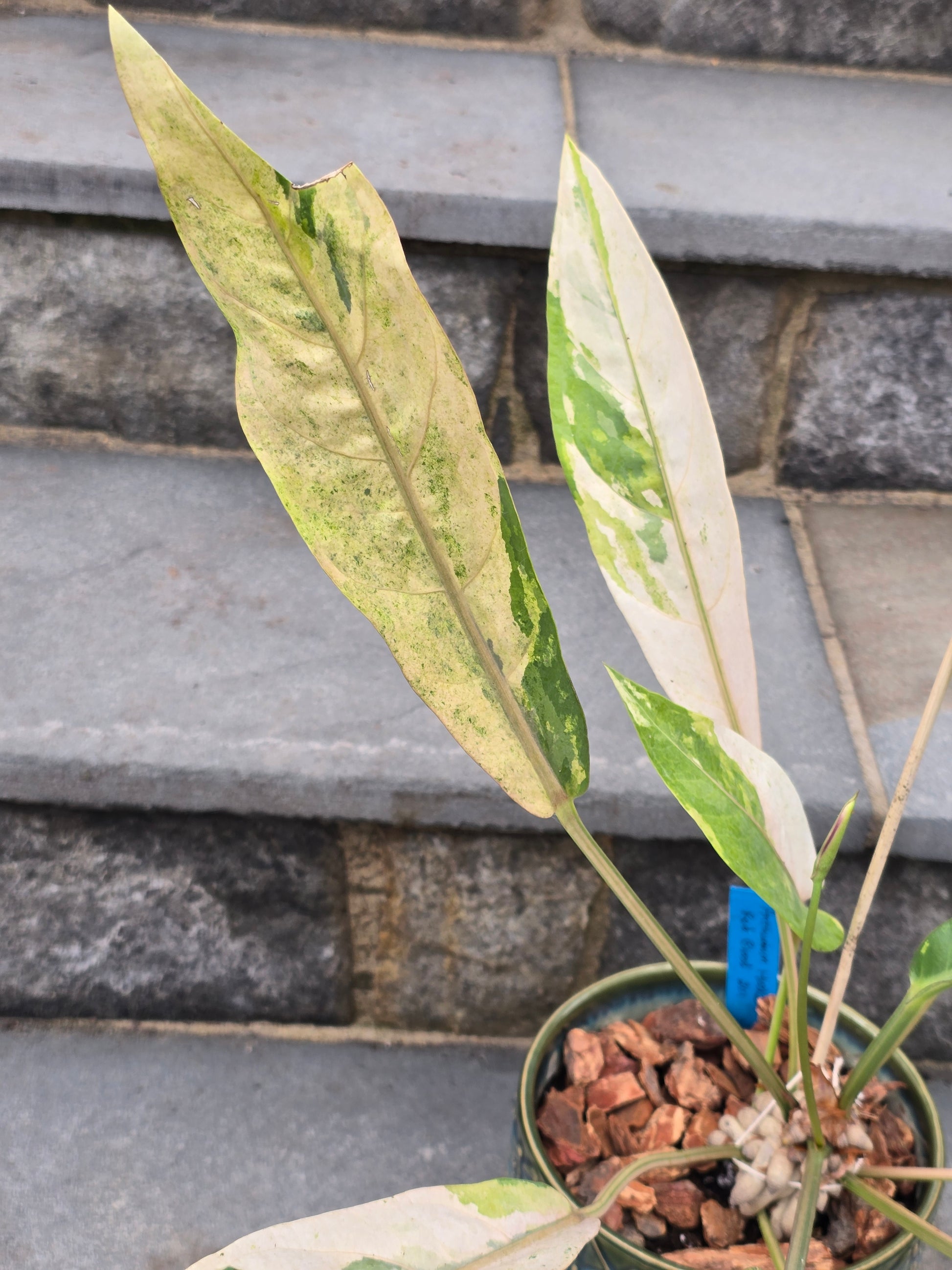 anthurium hookeri variegata Anthurium Hookeri Variegated/Red Blood #201 – Leaf of Luxury