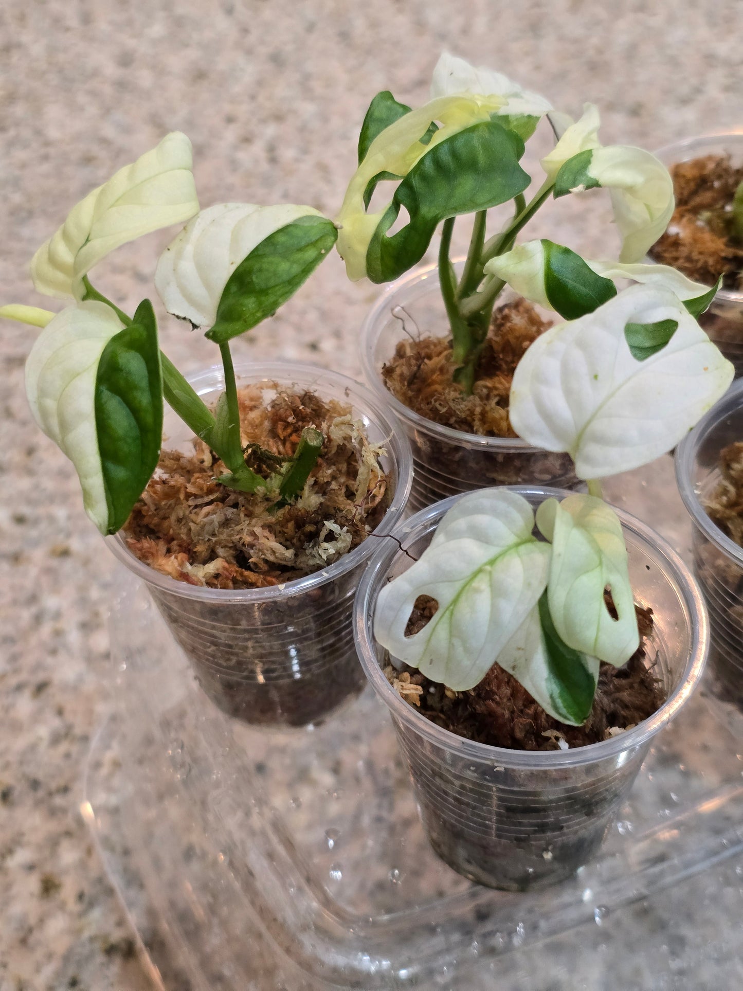 Monstera Adansonii Variegated Rooted Cuttings