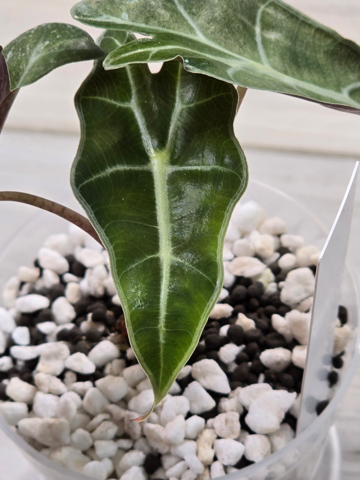 Alocasia Amazonica/Polly Pink Mint #12
