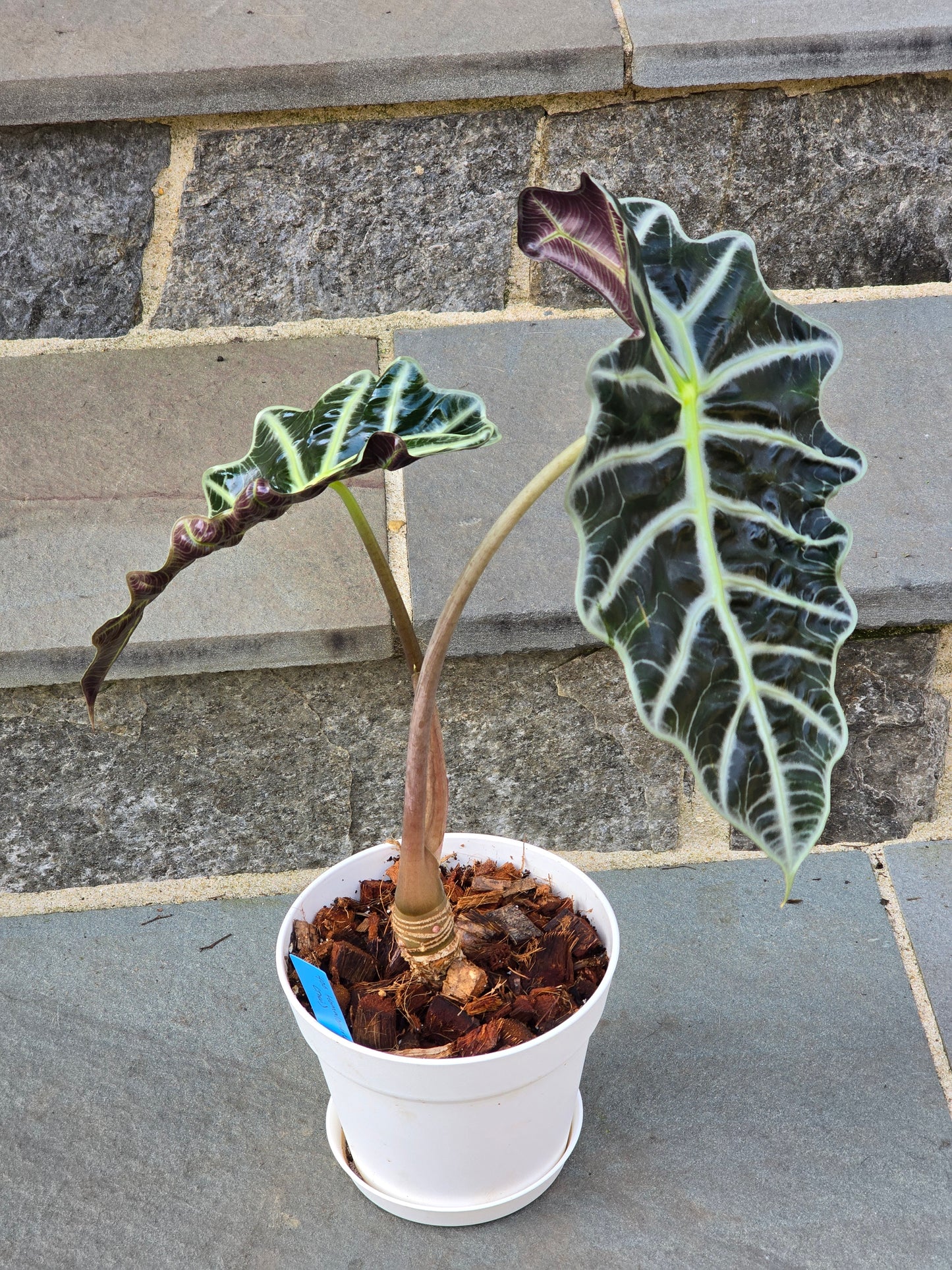 Alocasia Polly/African Mask (Large) #1