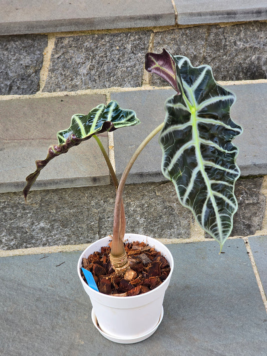 Alocasia Polly/African Mask (Large) #1