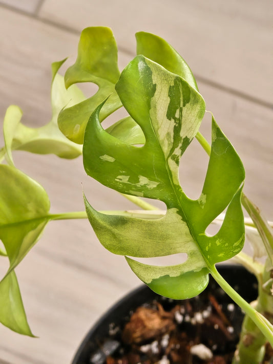 Rhaphidophora Tetrasperma Variegated #68