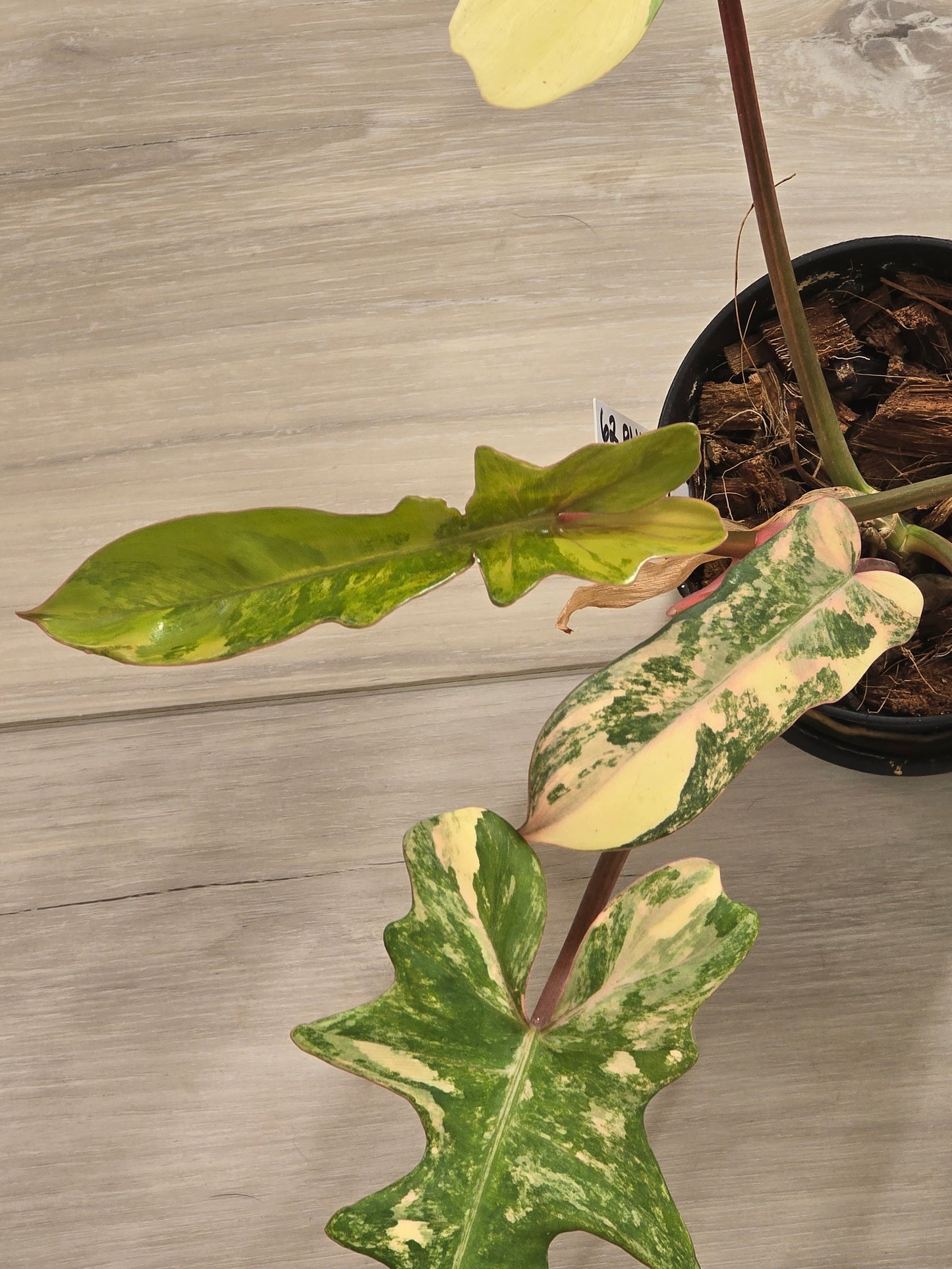 Philodendron Florida Beauty X Mayoi Variegated #62