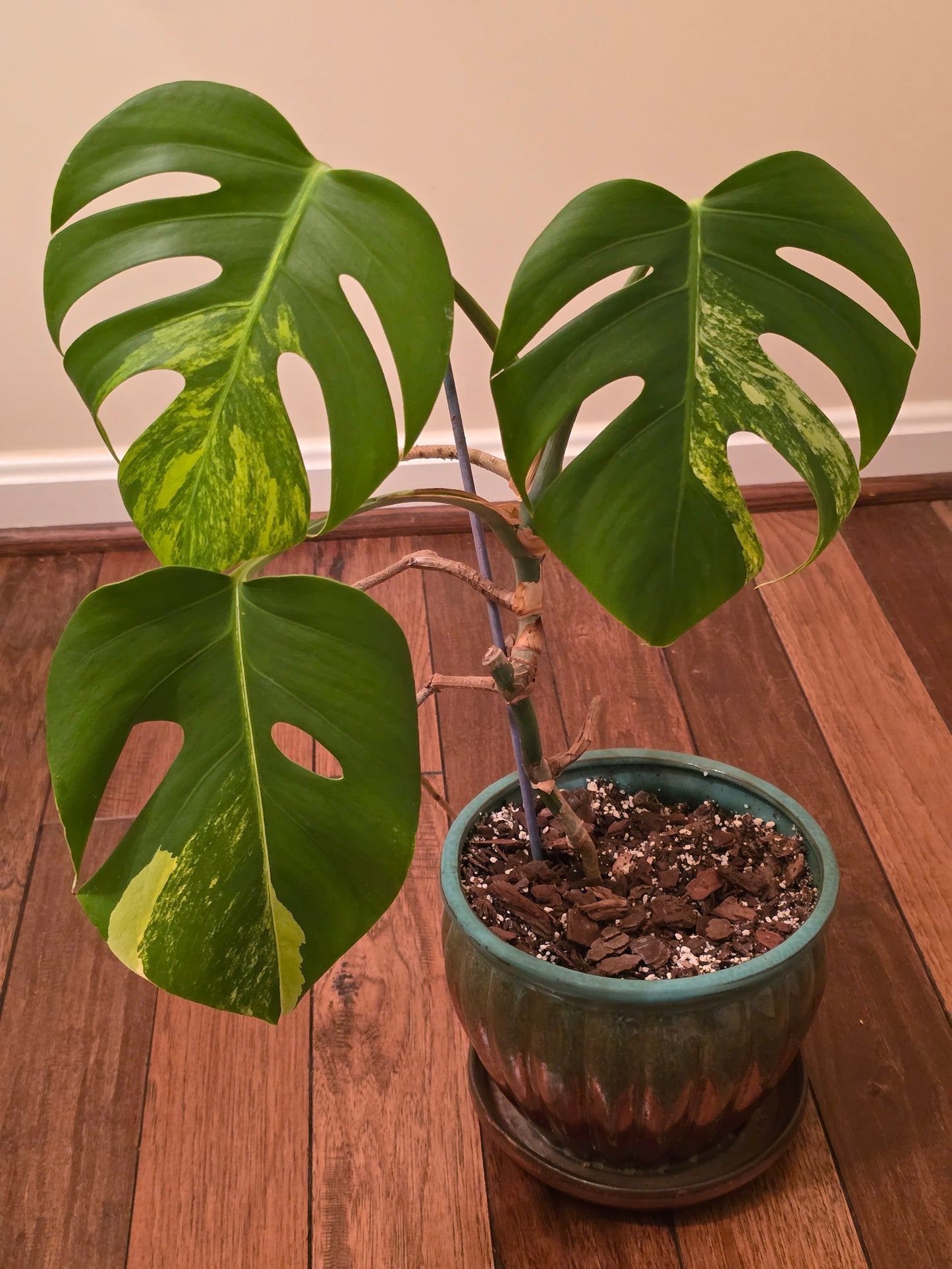 Monstera Aurea