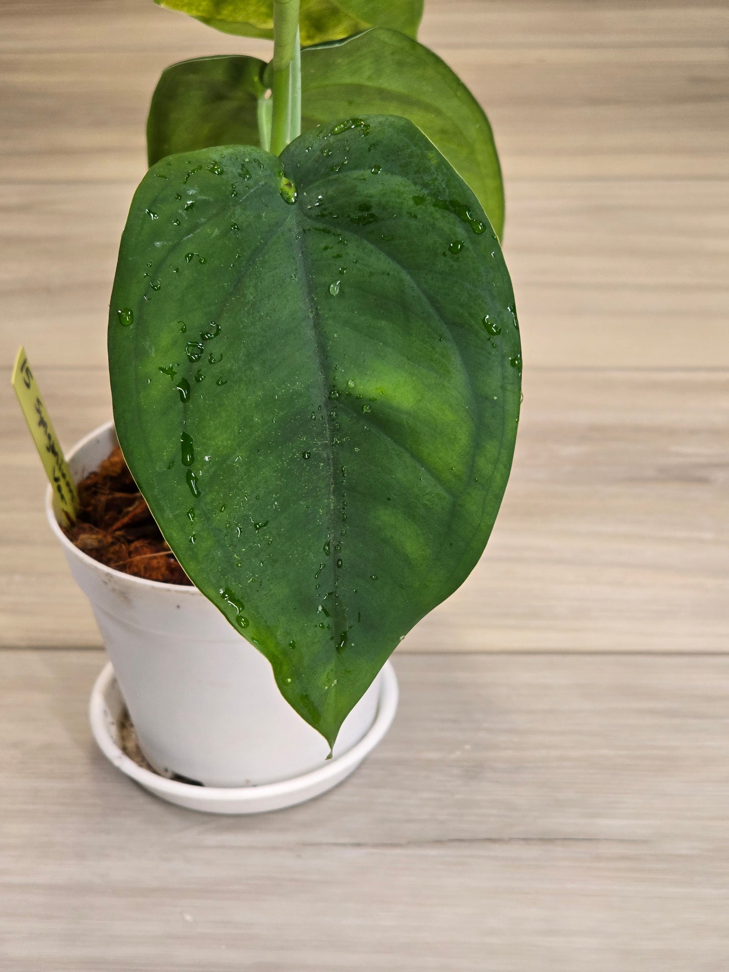Syngonium Chiapense Variegated #15