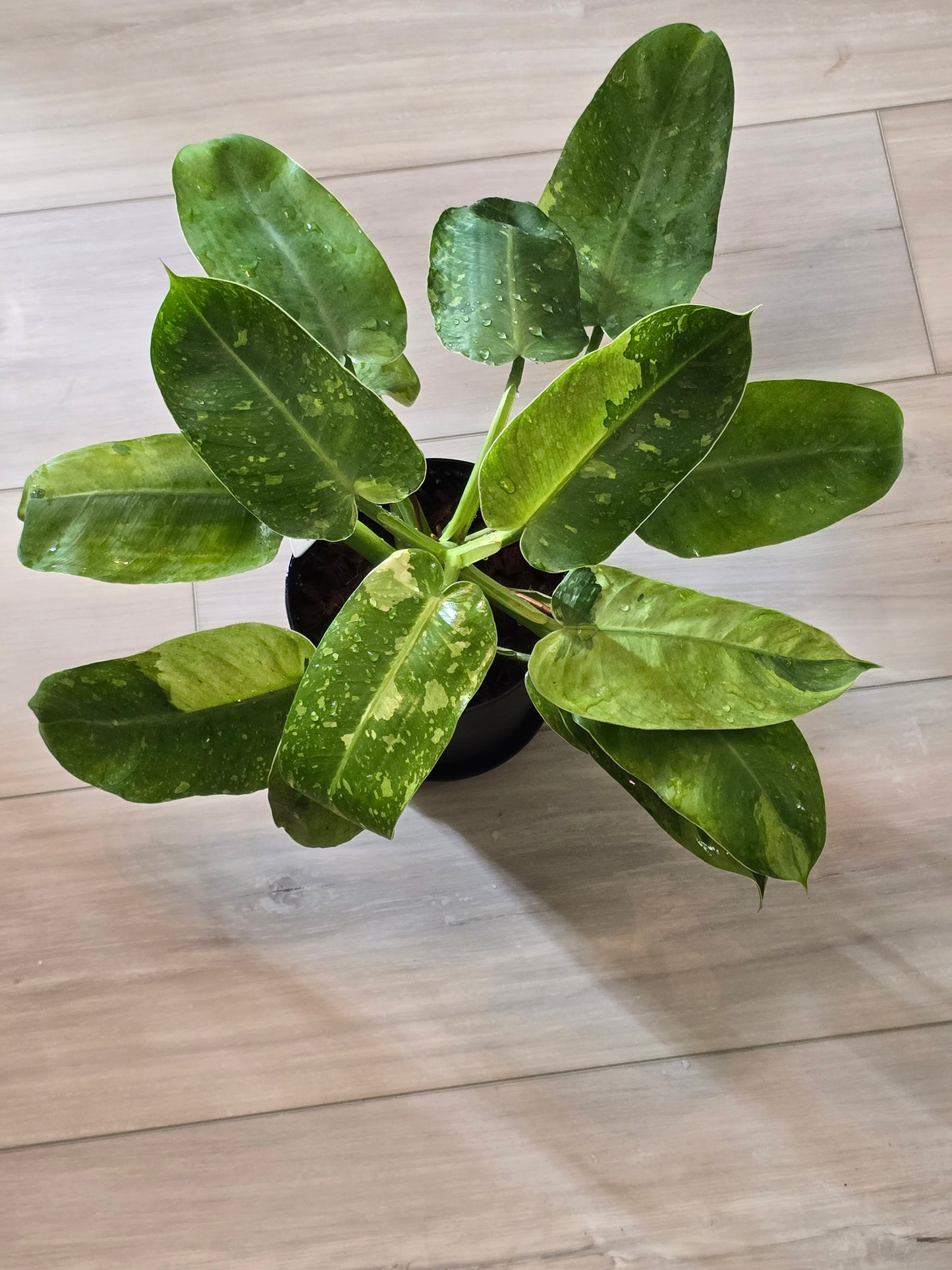 Philodendron Jose Buono Variegated #164