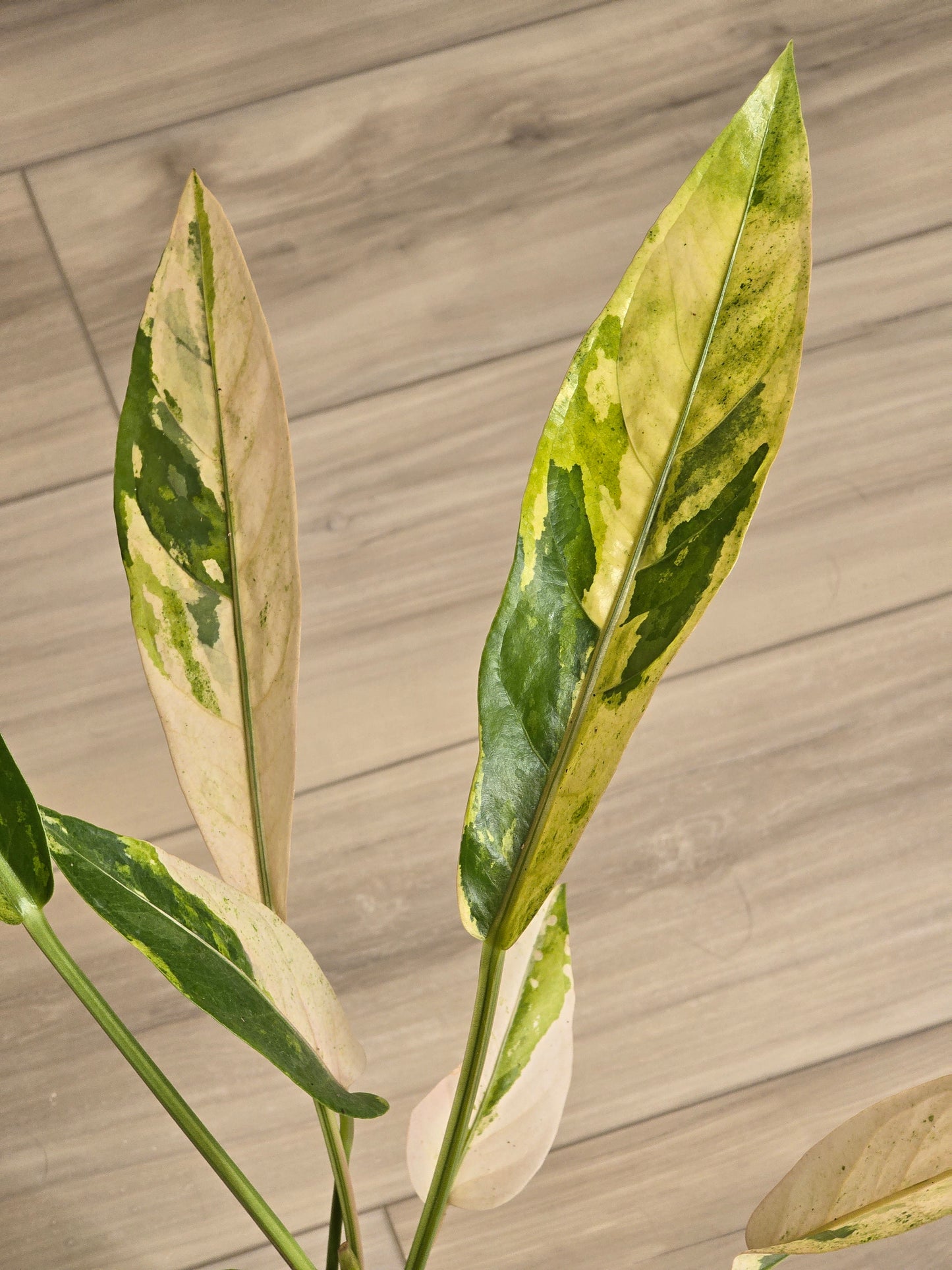 Anthurium Hookeri Variegated/Red Blood #201