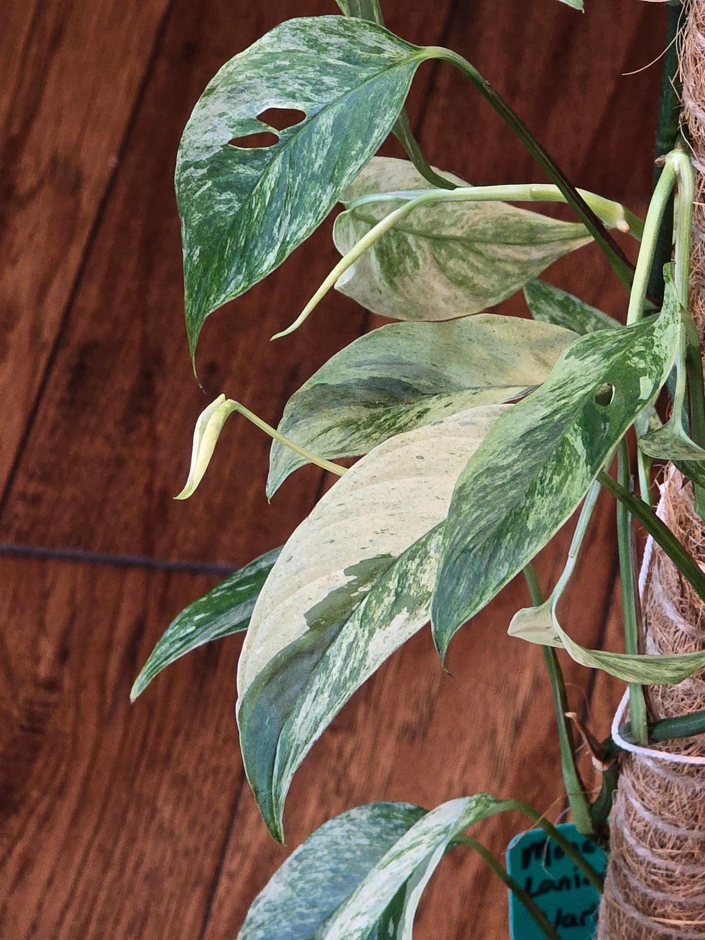Monstera Laniata Mint (Growers Choice)
