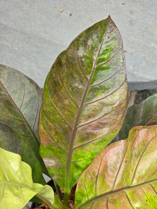 Anthurium Hookeri Copper/Pink Variegated