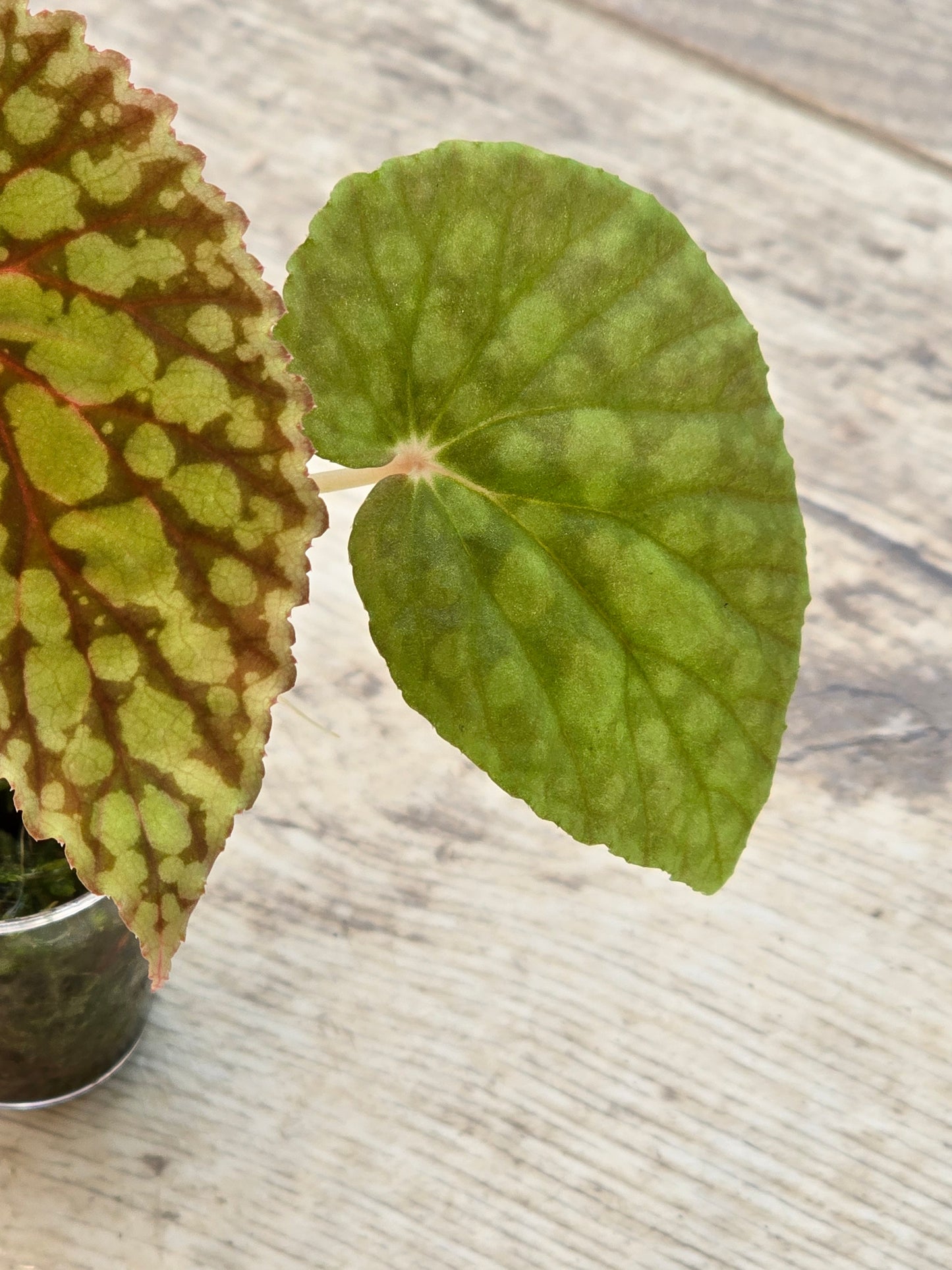Begonia Chlorosticta Red Form