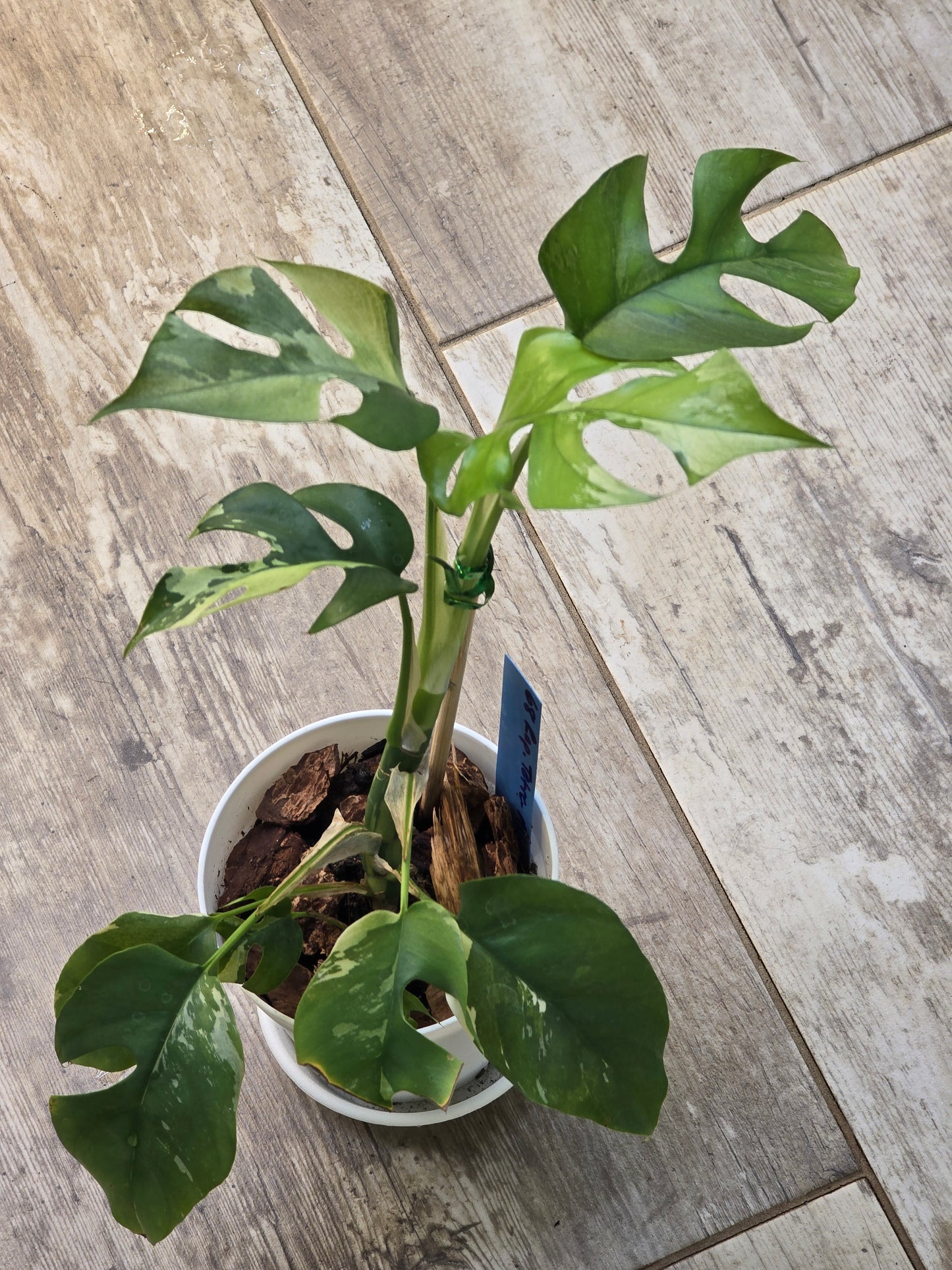 Rhaphidophora Tetrasperma Albo #68