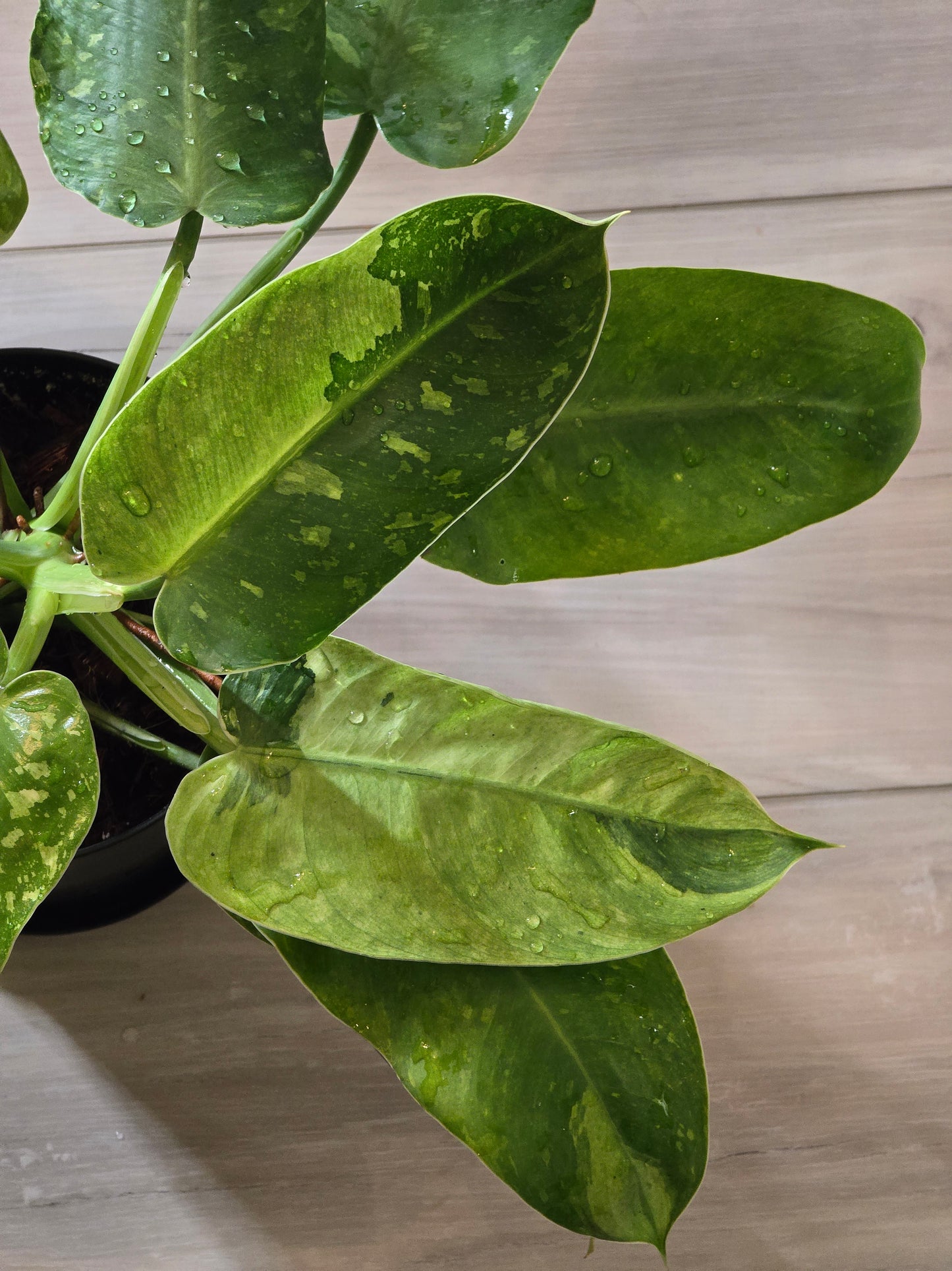 Philodendron Jose Buono Variegated #164